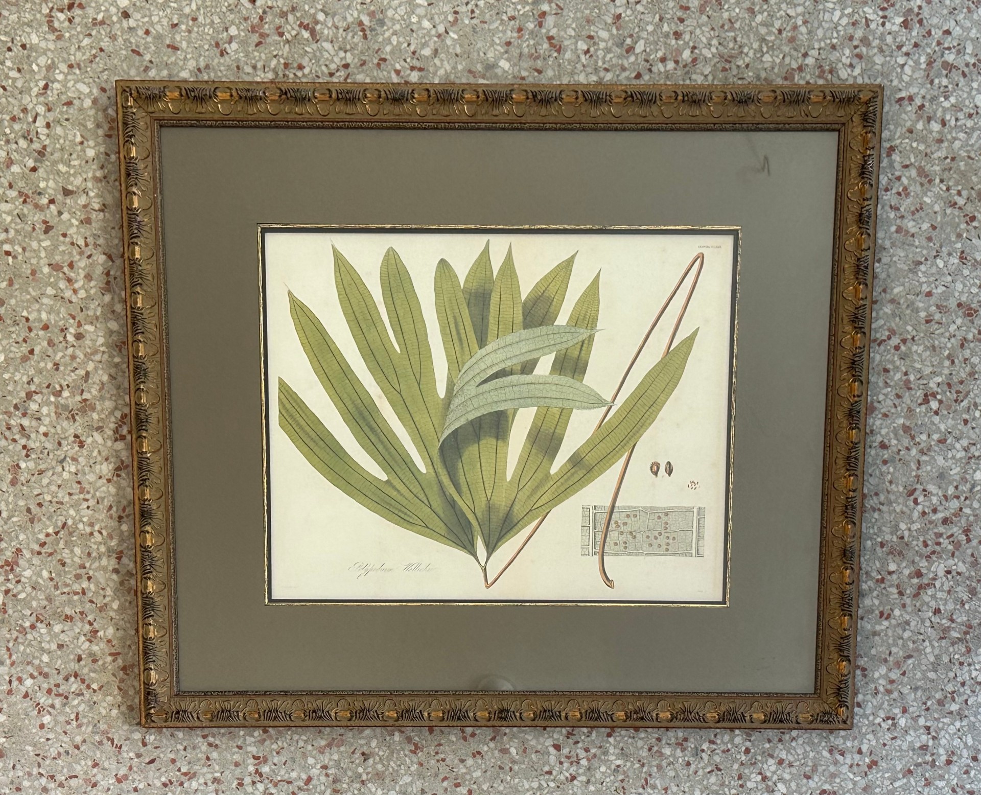 Vintage Botanical Framed Print of Leaf - Detail view