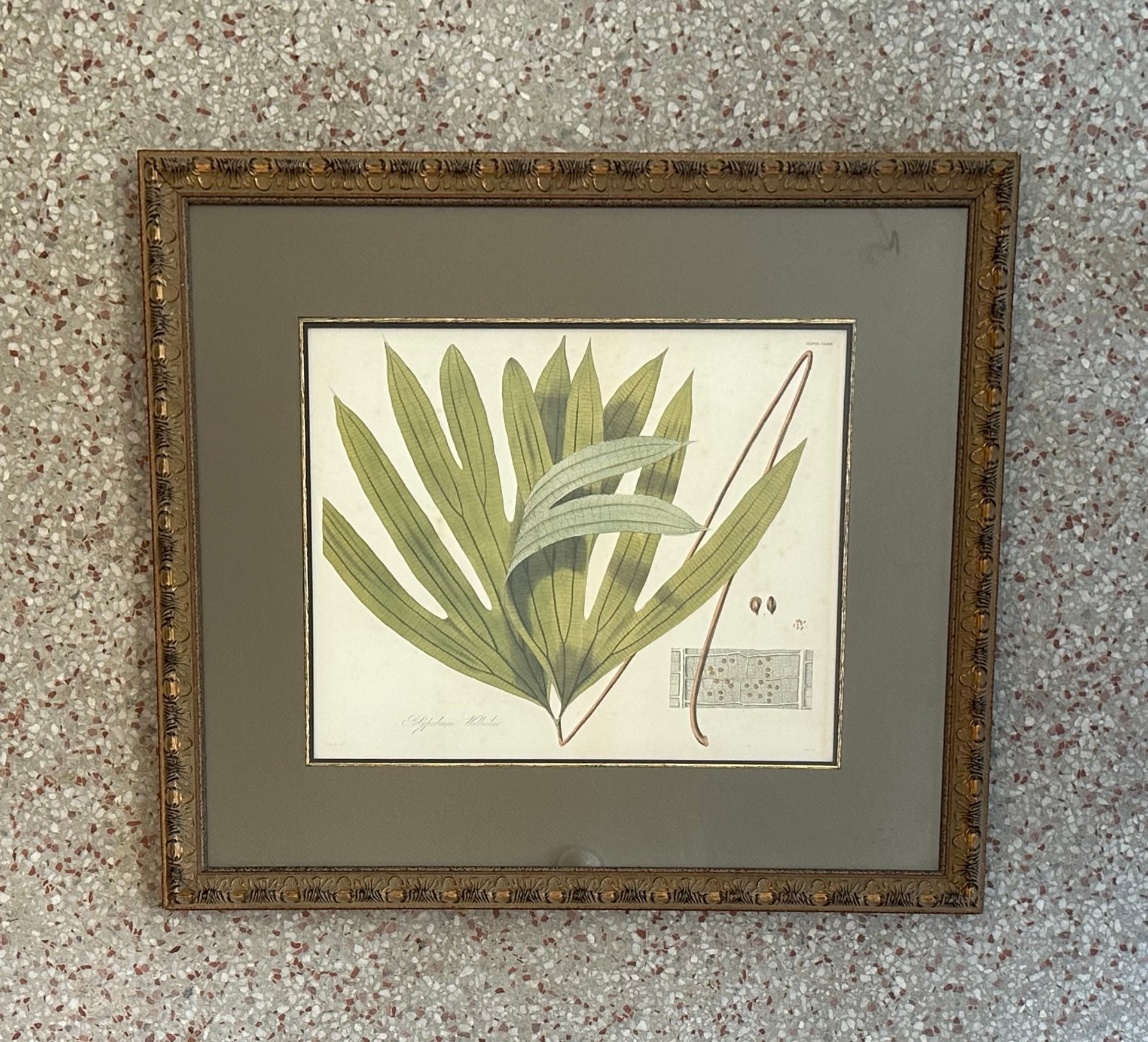 Vintage Botanical Framed Print of Leaf - Back view