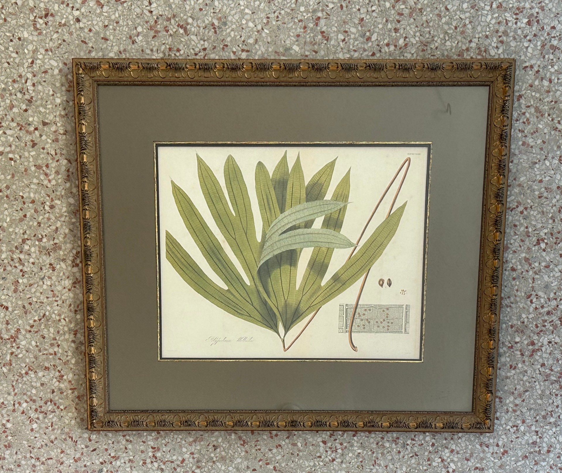Vintage Botanical Framed Print of Leaf - Top view