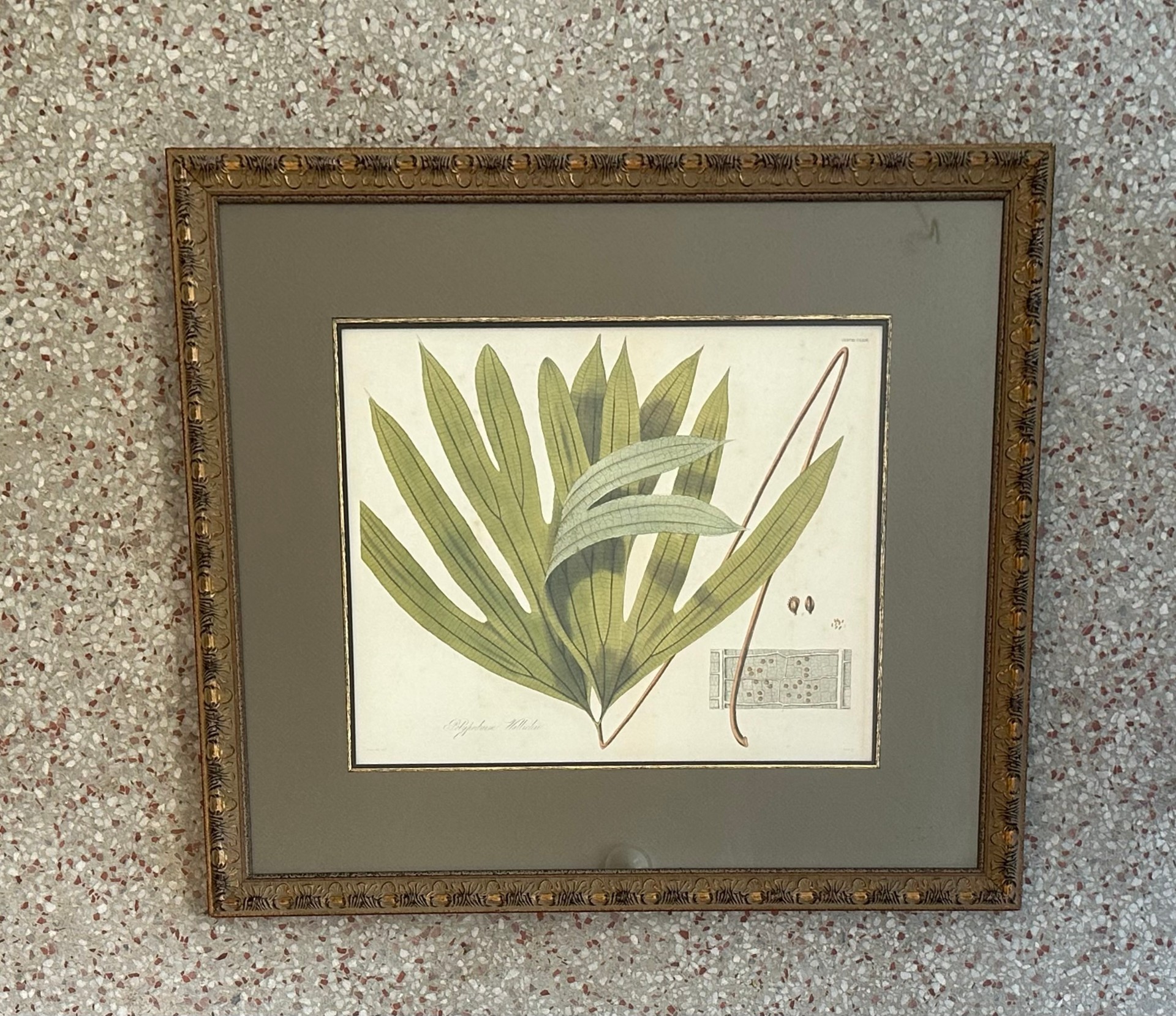 Vintage Botanical Framed Print of Leaf - Side view