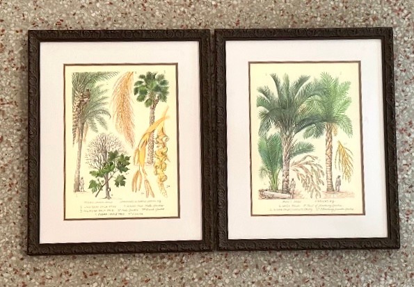 Vintage Botanical Lithograph Illustrations - a Pair - Detail view