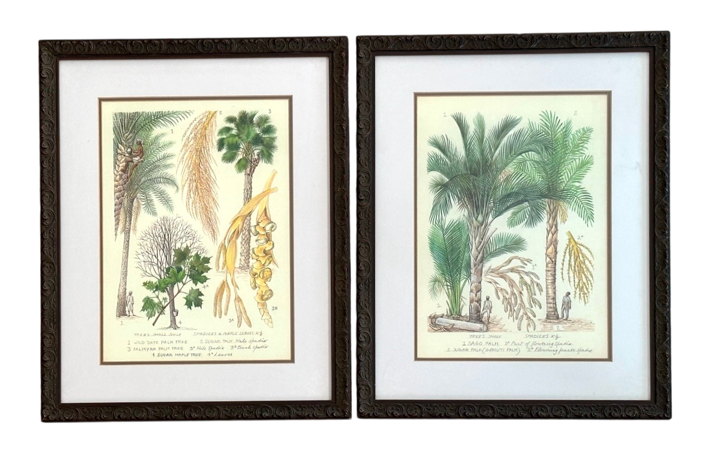 Vintage Botanical Lithograph Illustrations - a Pair