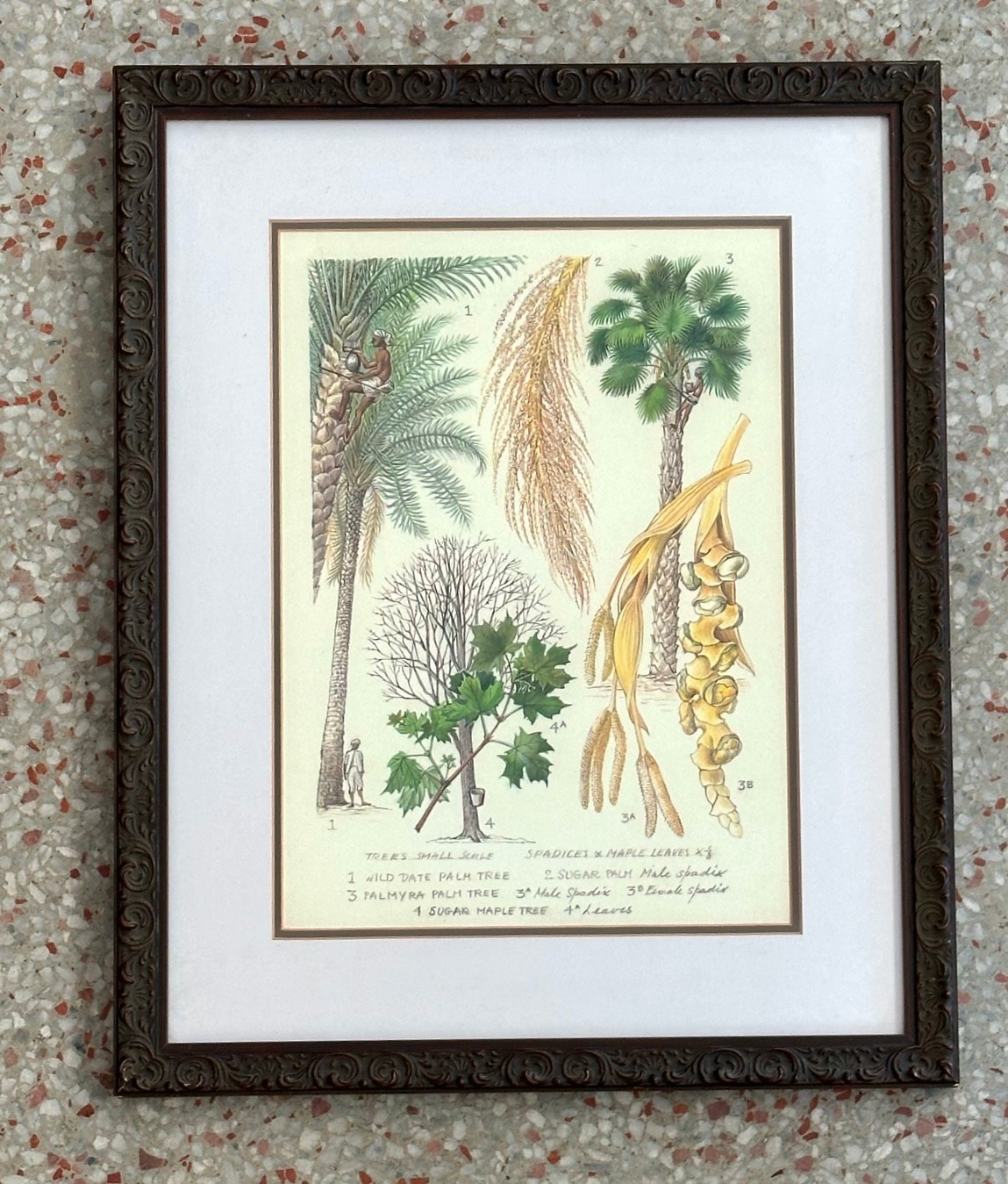 Vintage Botanical Lithograph Illustrations - a Pair - Back view