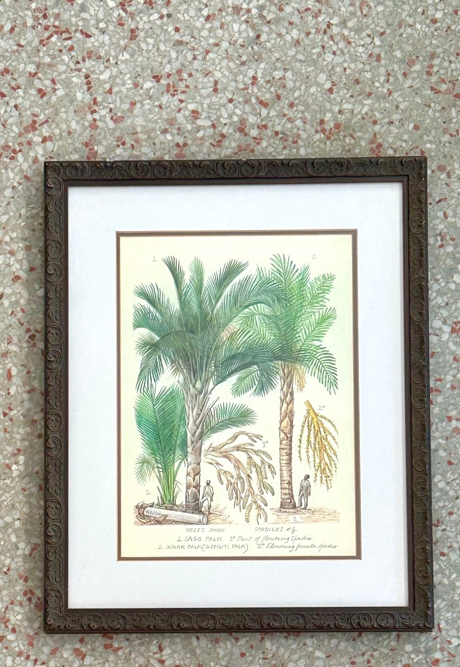 Vintage Botanical Lithograph Illustrations - a Pair - Top view