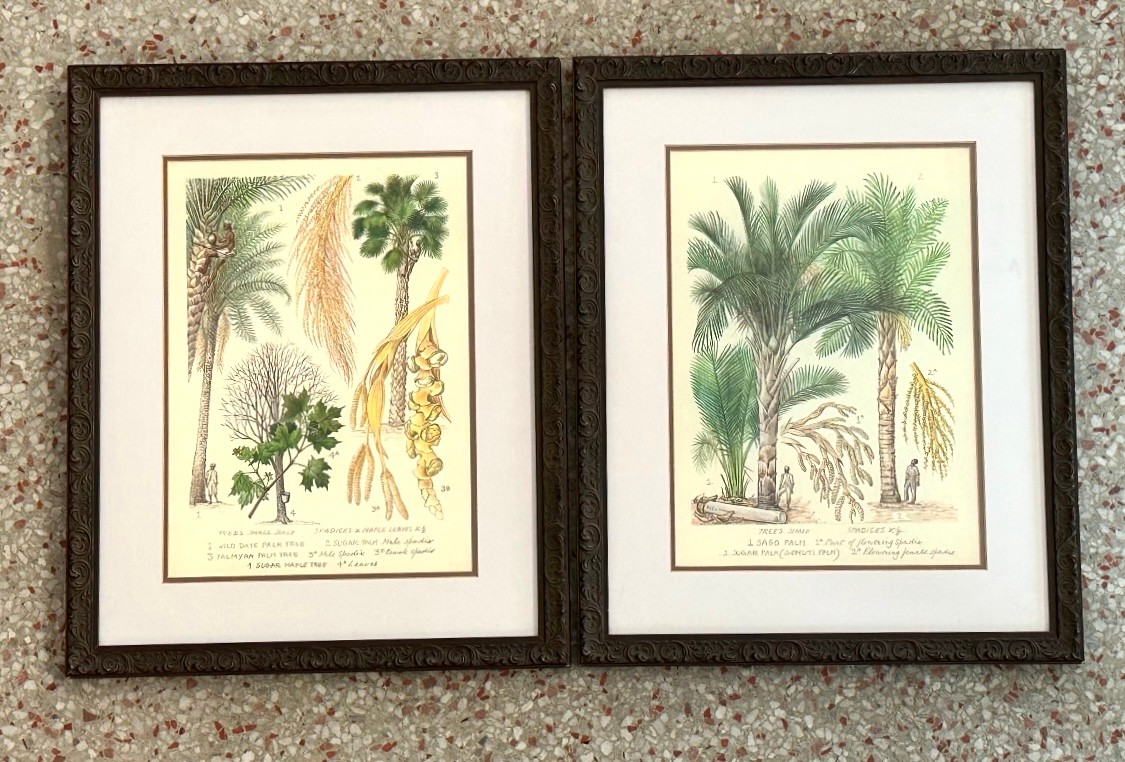 Vintage Botanical Lithograph Illustrations - a Pair - Side view