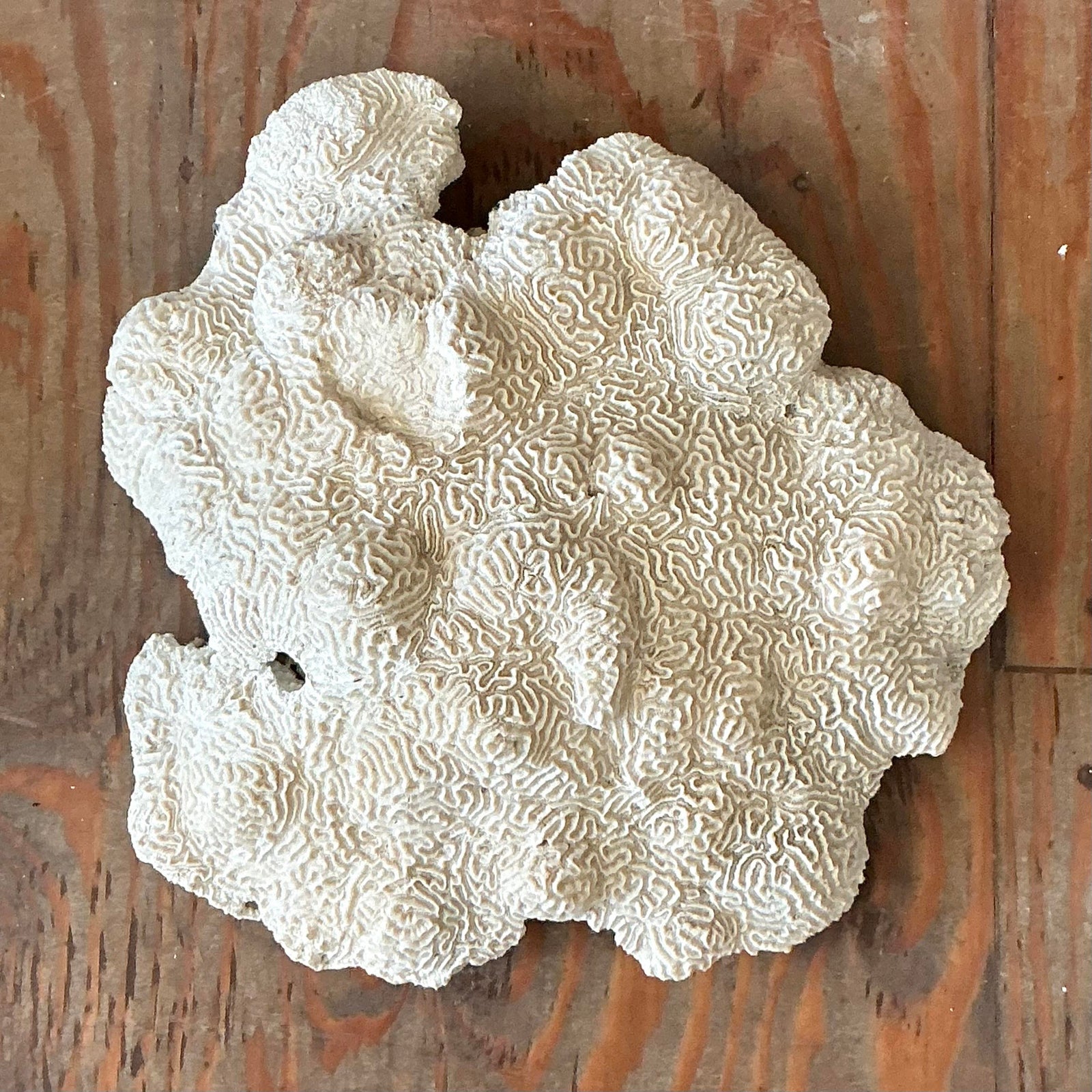 Vintage Coastal Brain Coral - Detail view