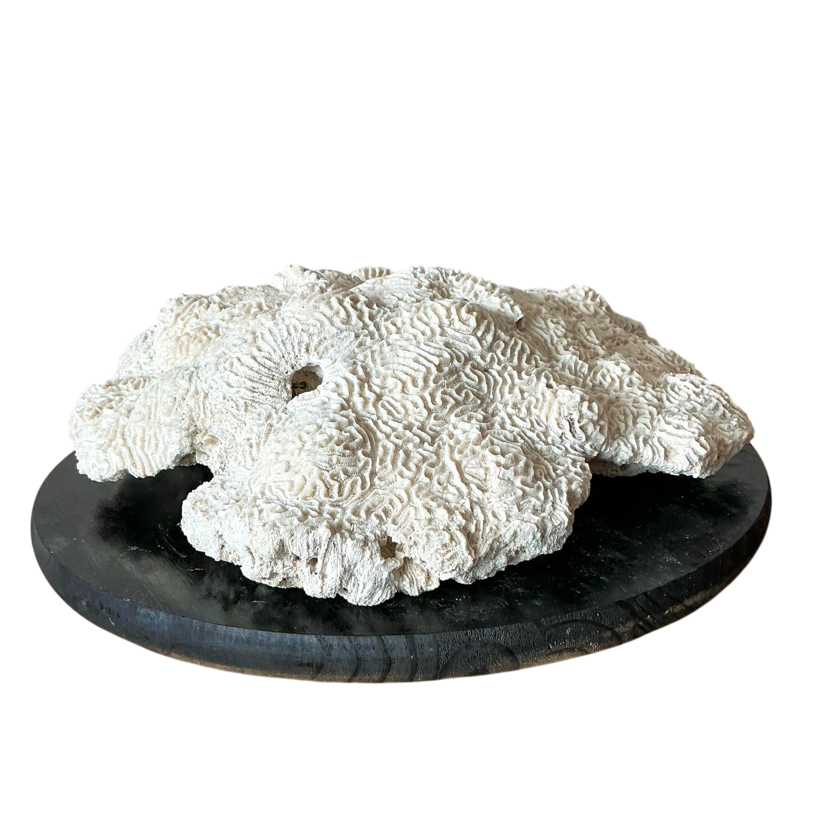 Vintage Coastal Brain Coral