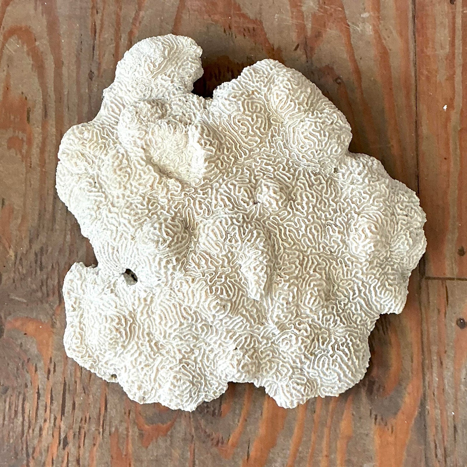 Vintage Coastal Brain Coral - Side view
