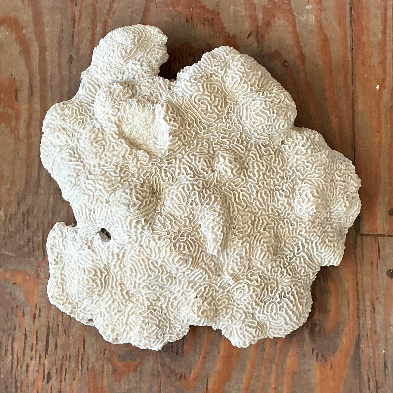Vintage Coastal Brain Coral - Back view