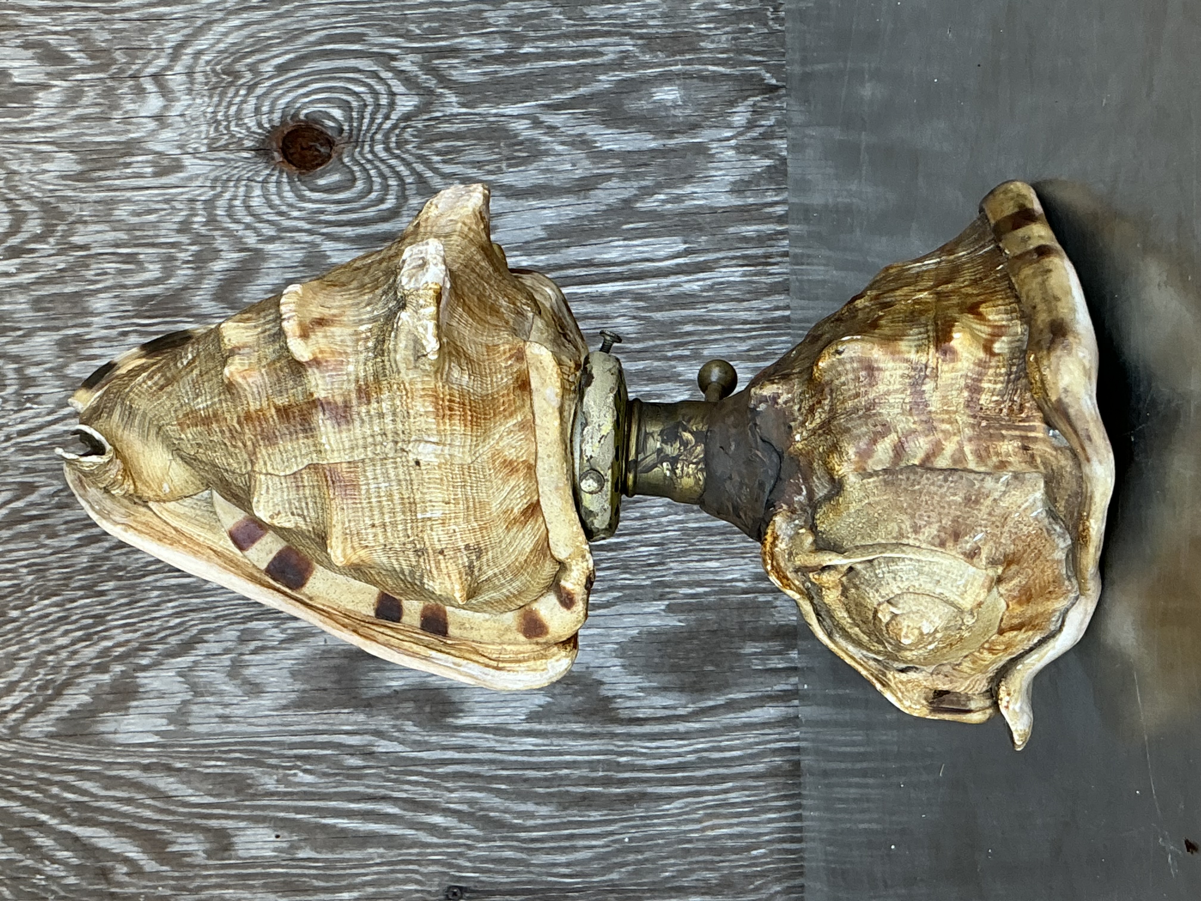 Vintage Coastal Conch Shell Lamp - Back view