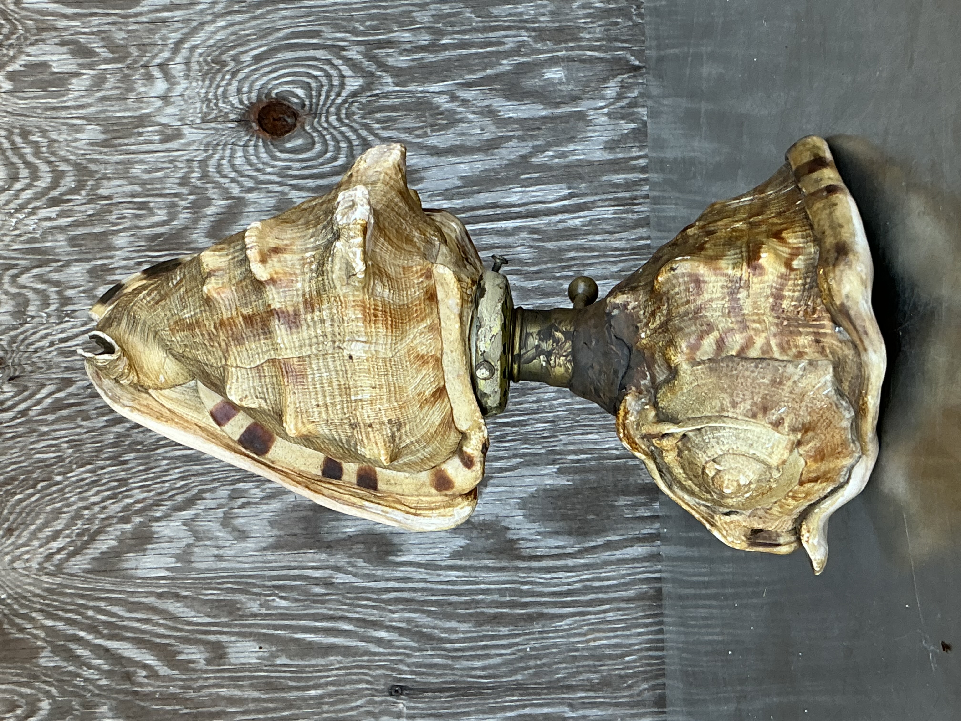 Vintage Coastal Conch Shell Lamp - Top view