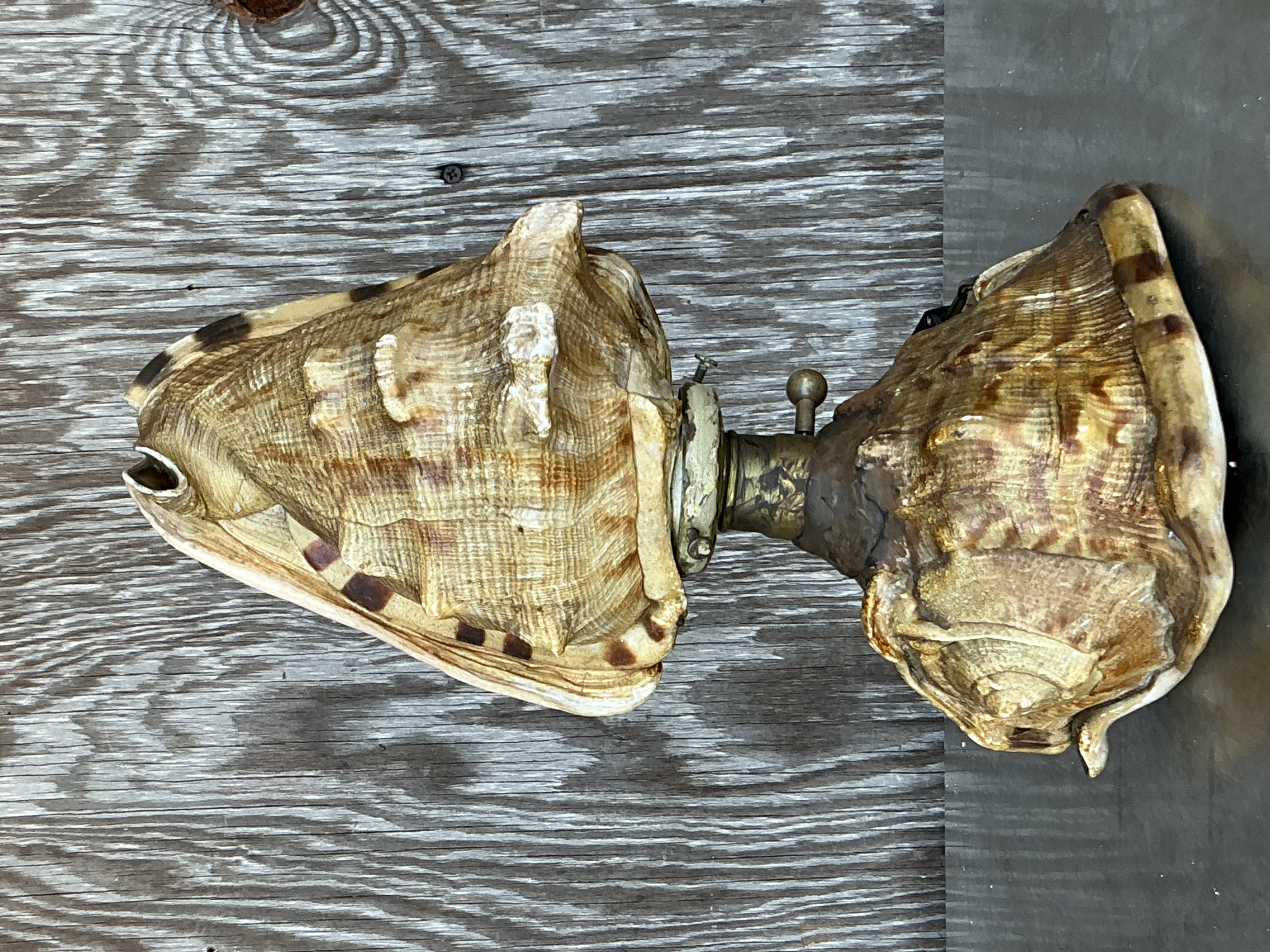 Vintage Coastal Conch Shell Lamp - Side view
