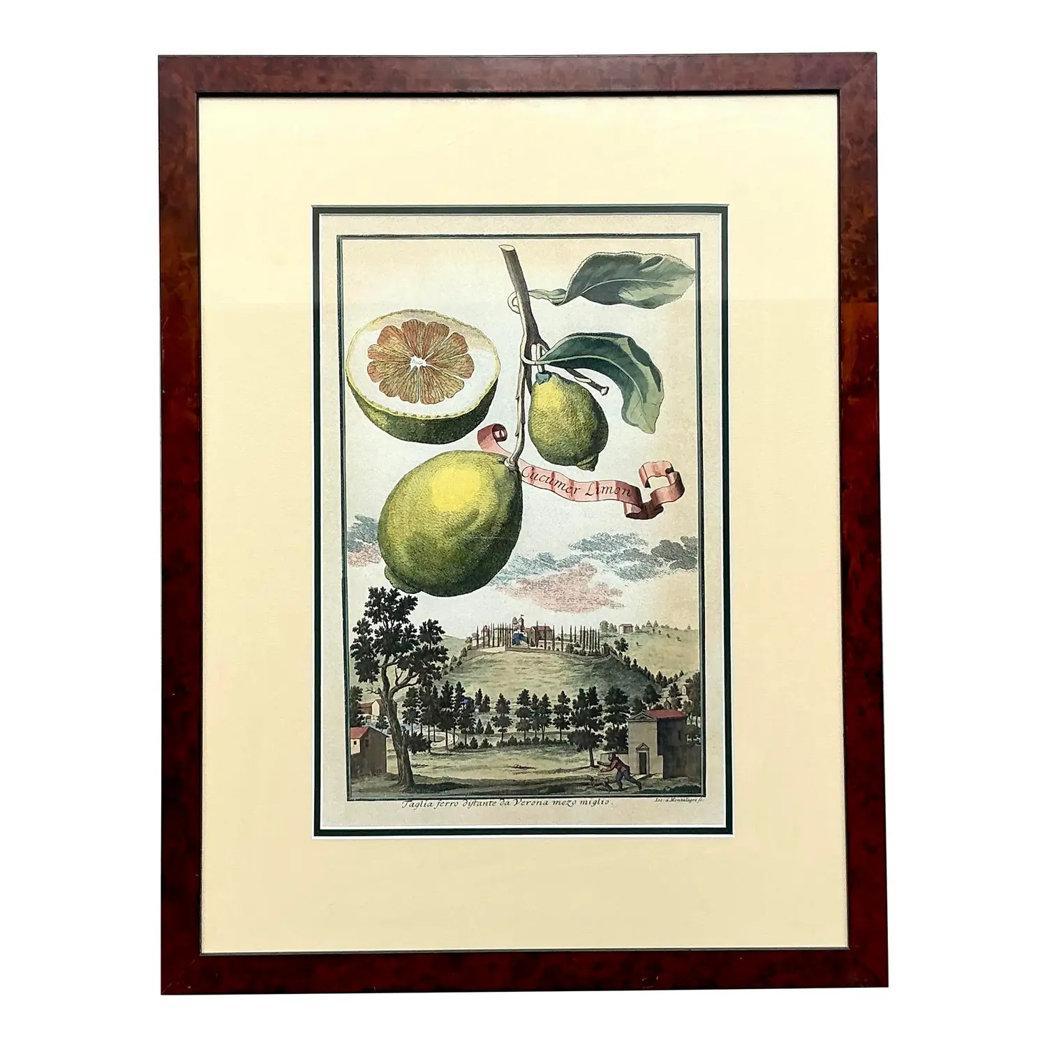 Vintage Coastal Lemon Engraving