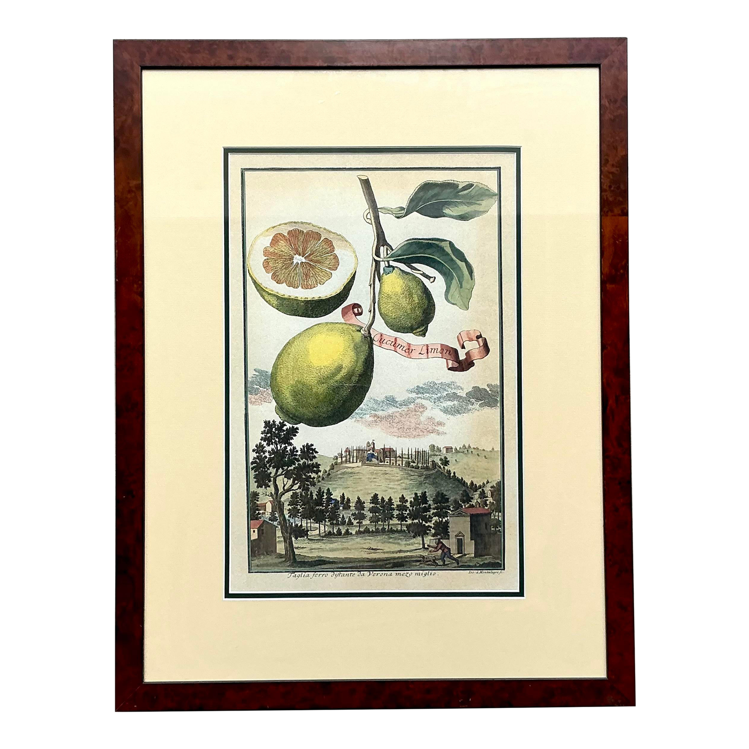 Vintage Coastal Lemon Engraving - Detail view