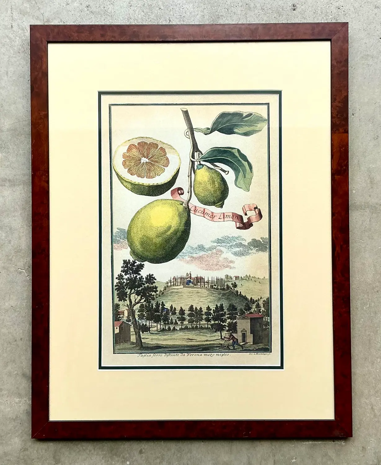 Vintage Coastal Lemon Engraving - Side view