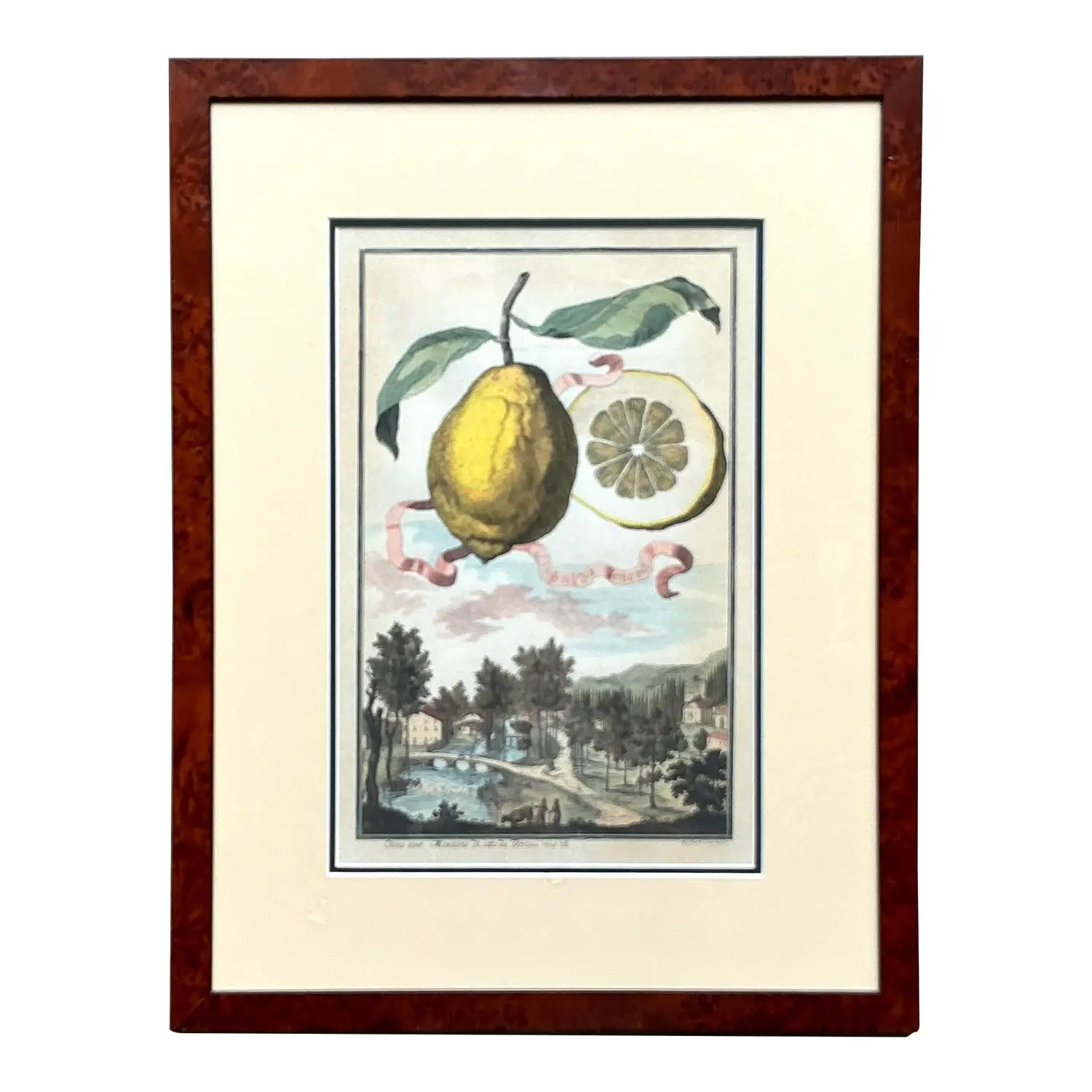 Vintage Coastal Lemon Engraving on Paper