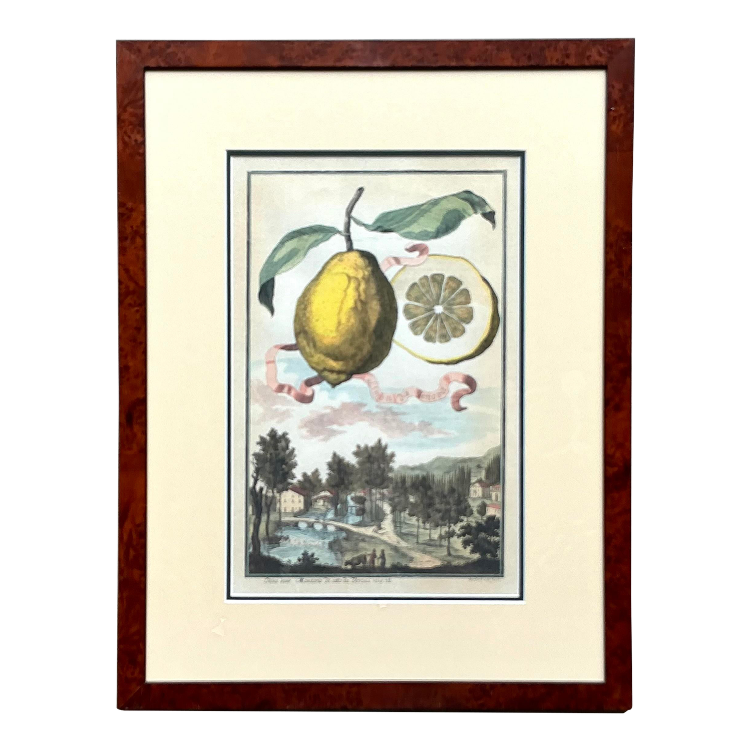 Vintage Coastal Lemon Engraving on Paper - Detail view