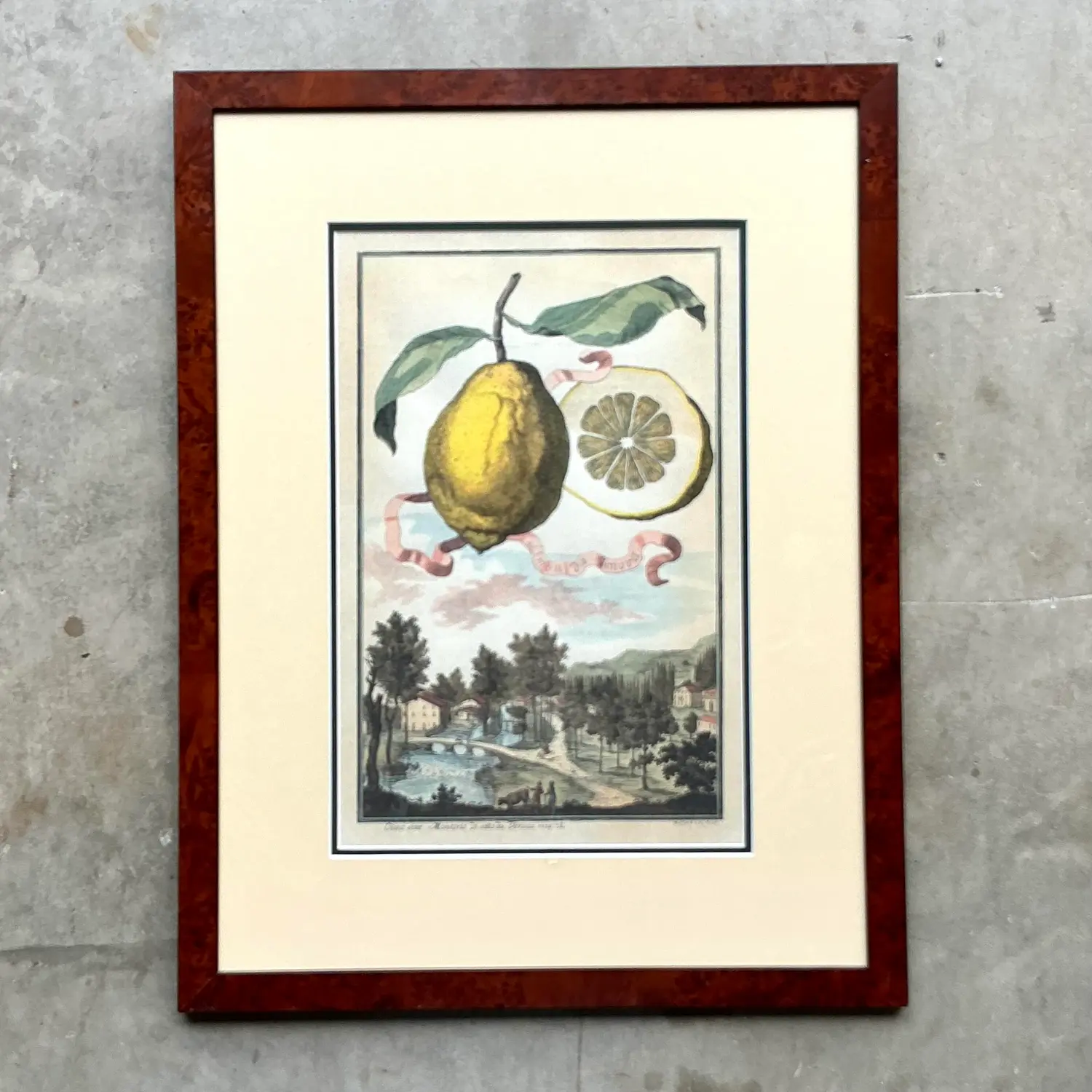 Vintage Coastal Lemon Engraving on Paper - Side view