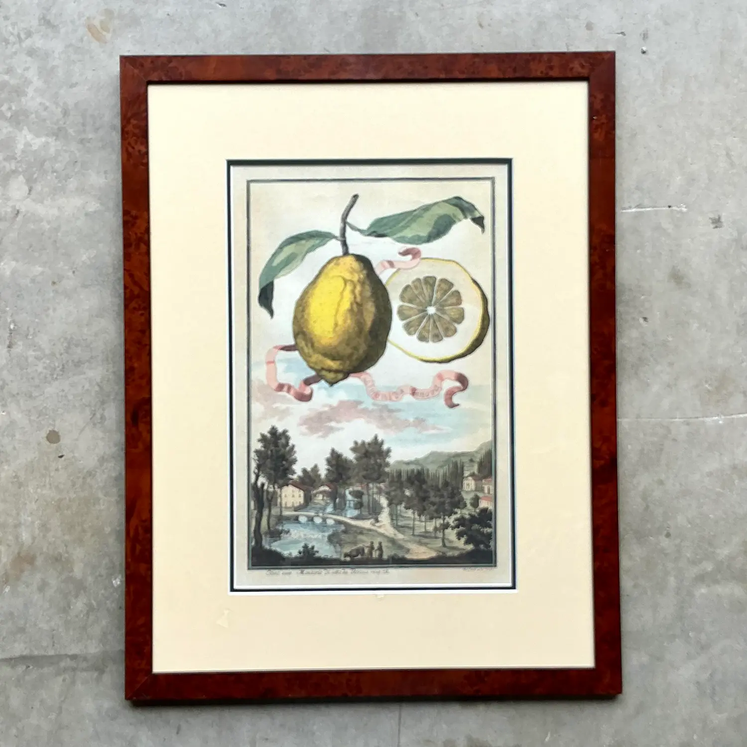 Vintage Coastal Lemon Engraving on Paper - Top view