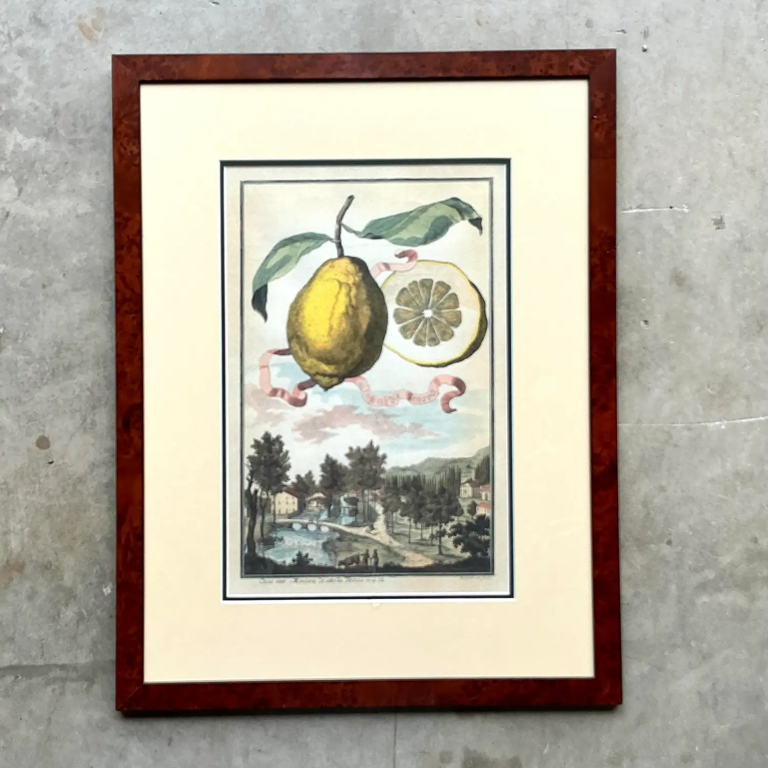 Vintage Coastal Lemon Engraving on Paper - Back view