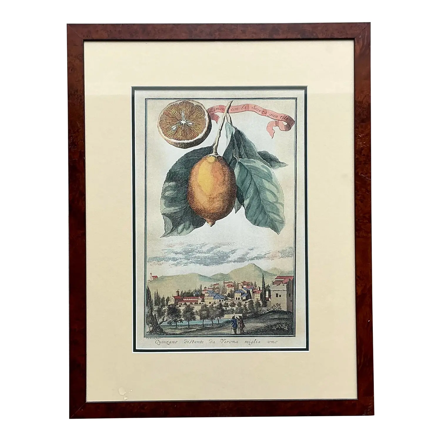Vintage Coastal Lemon Engraving on Paper