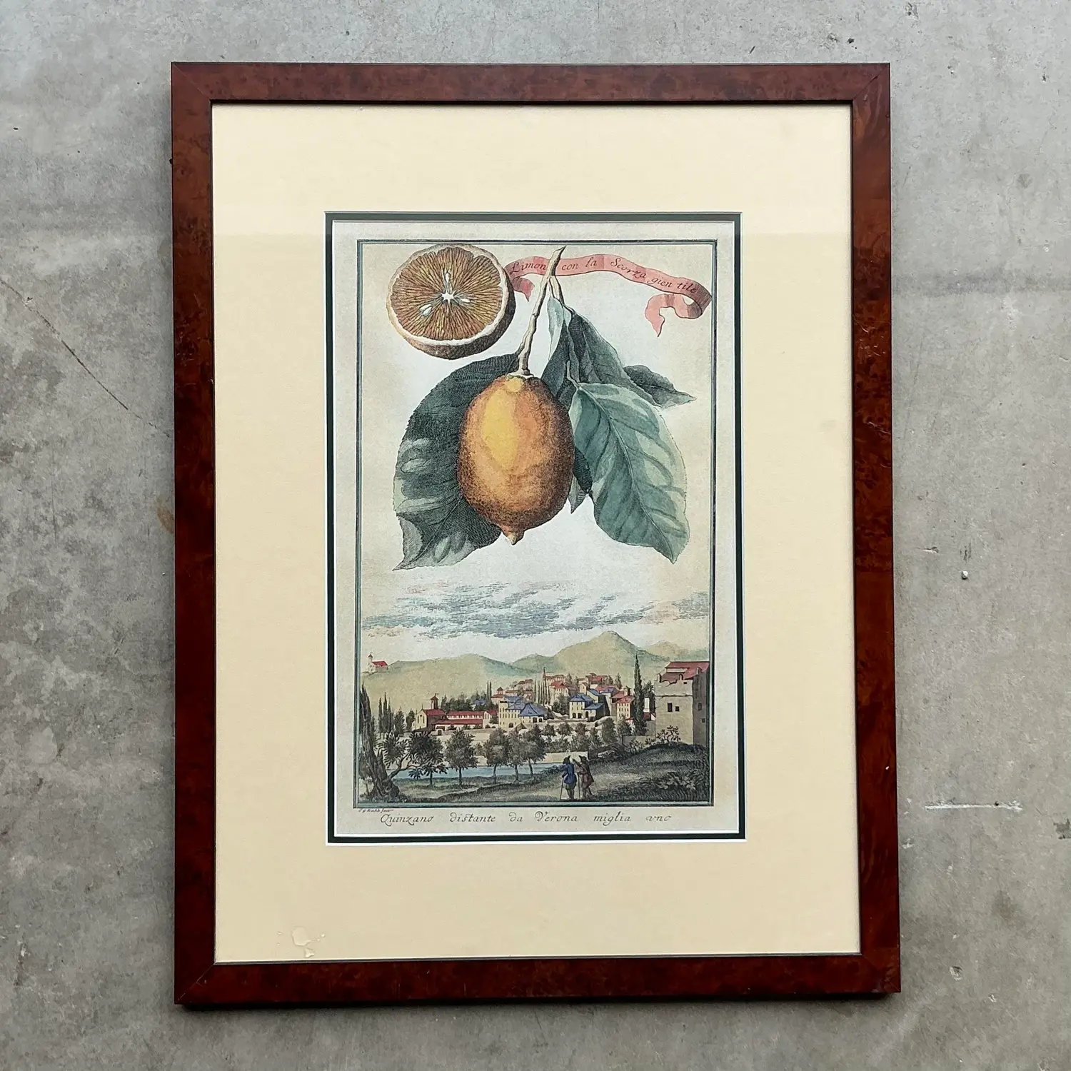 Vintage Coastal Lemon Engraving on Paper - Side view