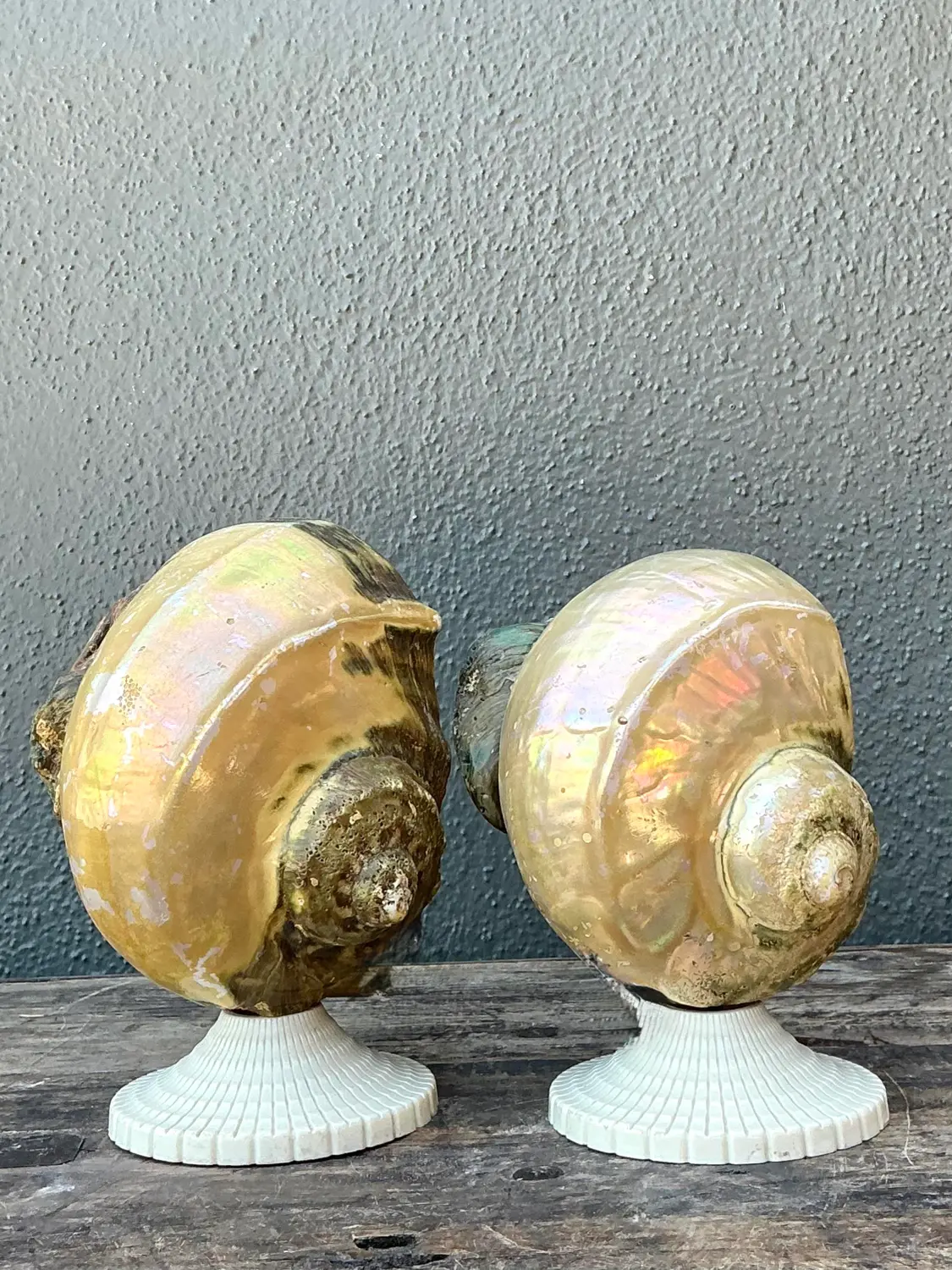 Vintage Deco Nautilus Shell Lamps - A Pair - Top view