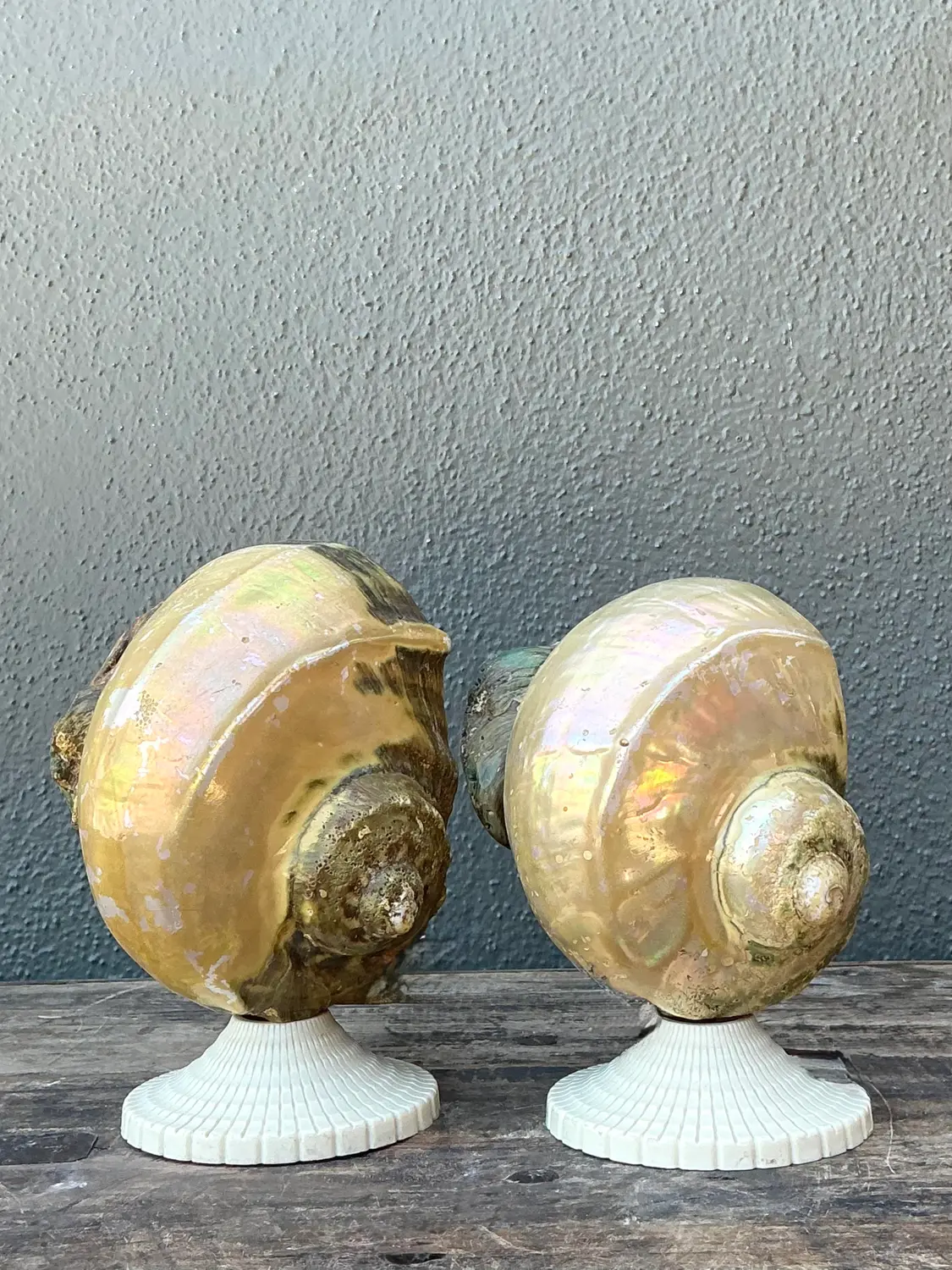 Vintage Deco Nautilus Shell Lamps - A Pair - Detail view