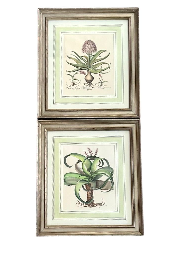Vintage Framed Besler Botanical Prints - a Pair