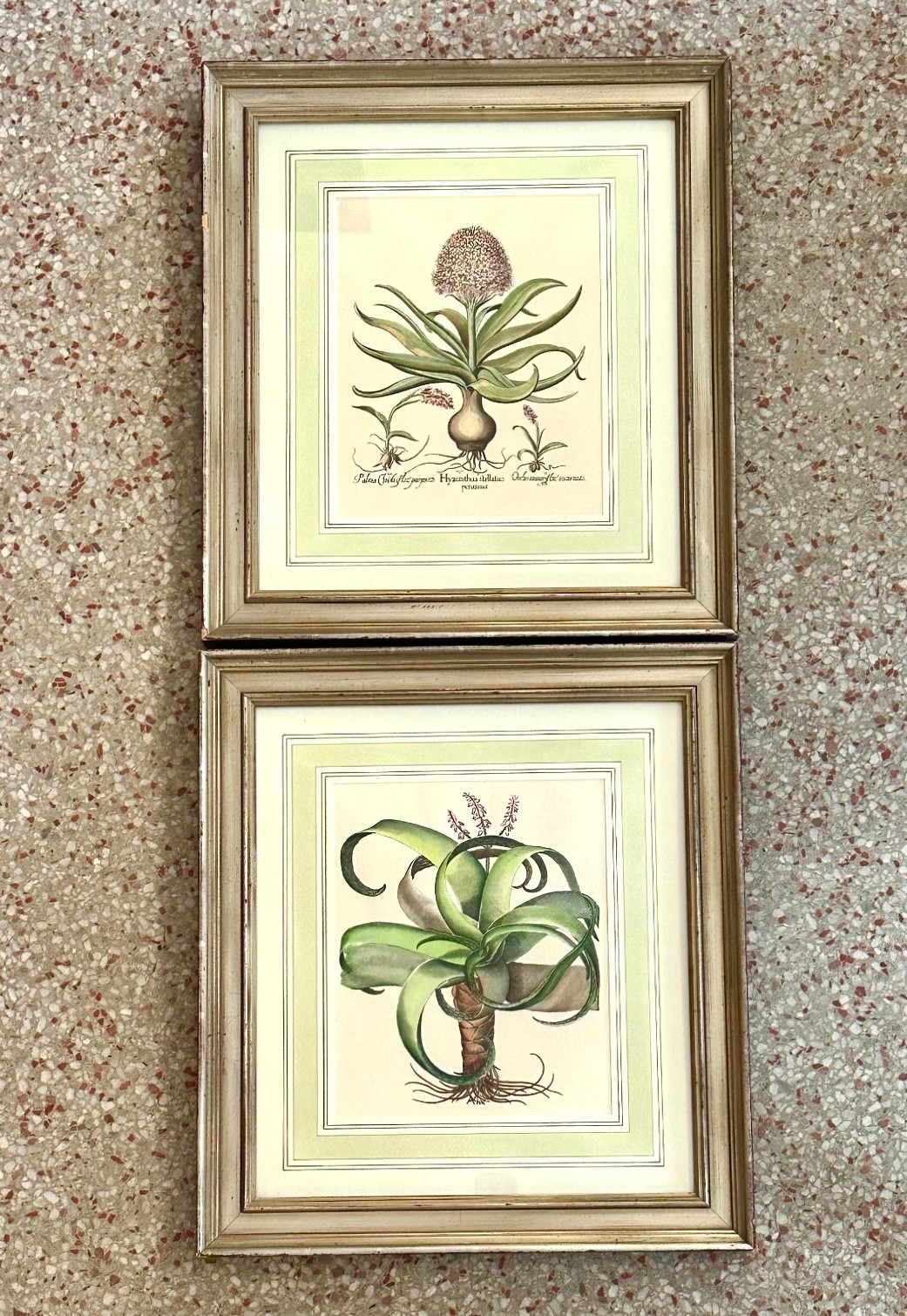 Vintage Framed Besler Botanical Prints - a Pair - Side view