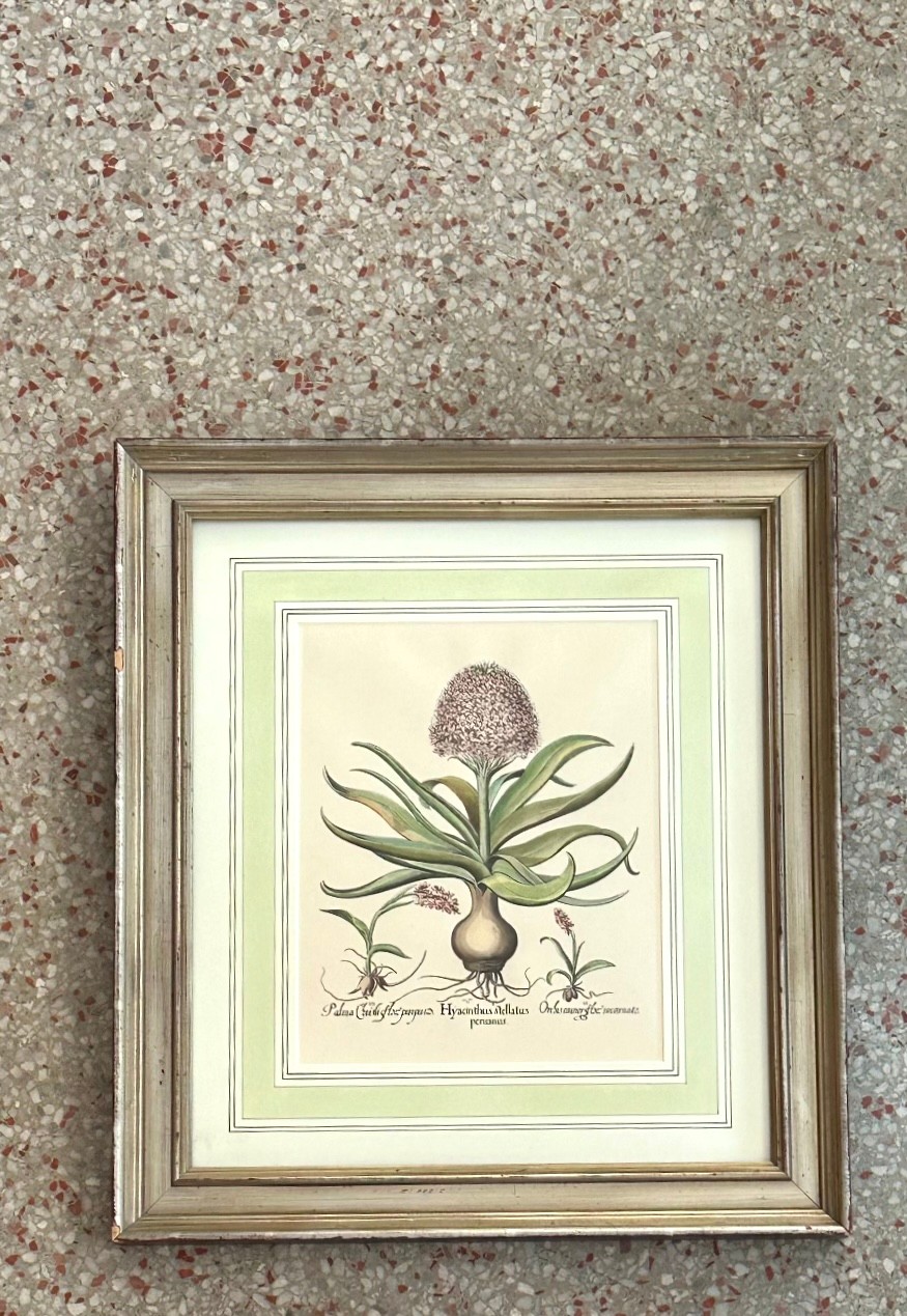 Vintage Framed Besler Botanical Prints - a Pair - Back view