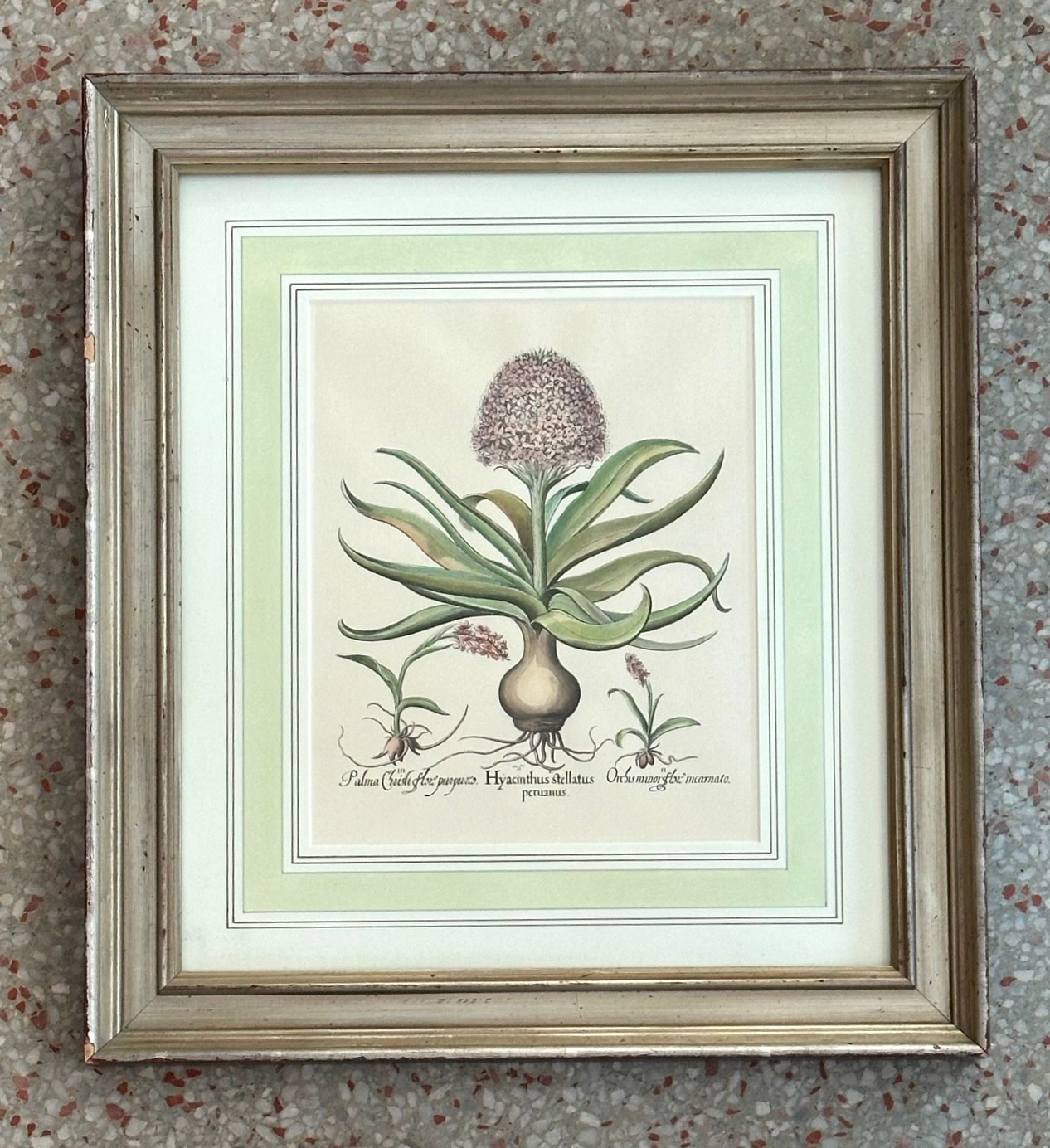 Vintage Framed Besler Botanical Prints - a Pair - Top view