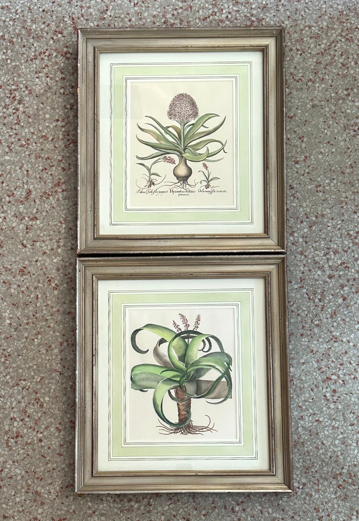 Vintage Framed Besler Botanical Prints - a Pair - Detail view