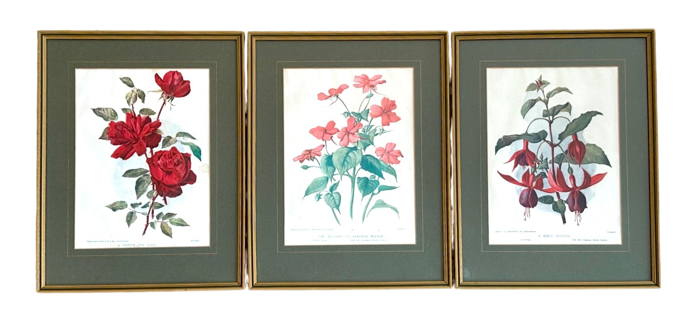 Vintage Framed Botanical Plates