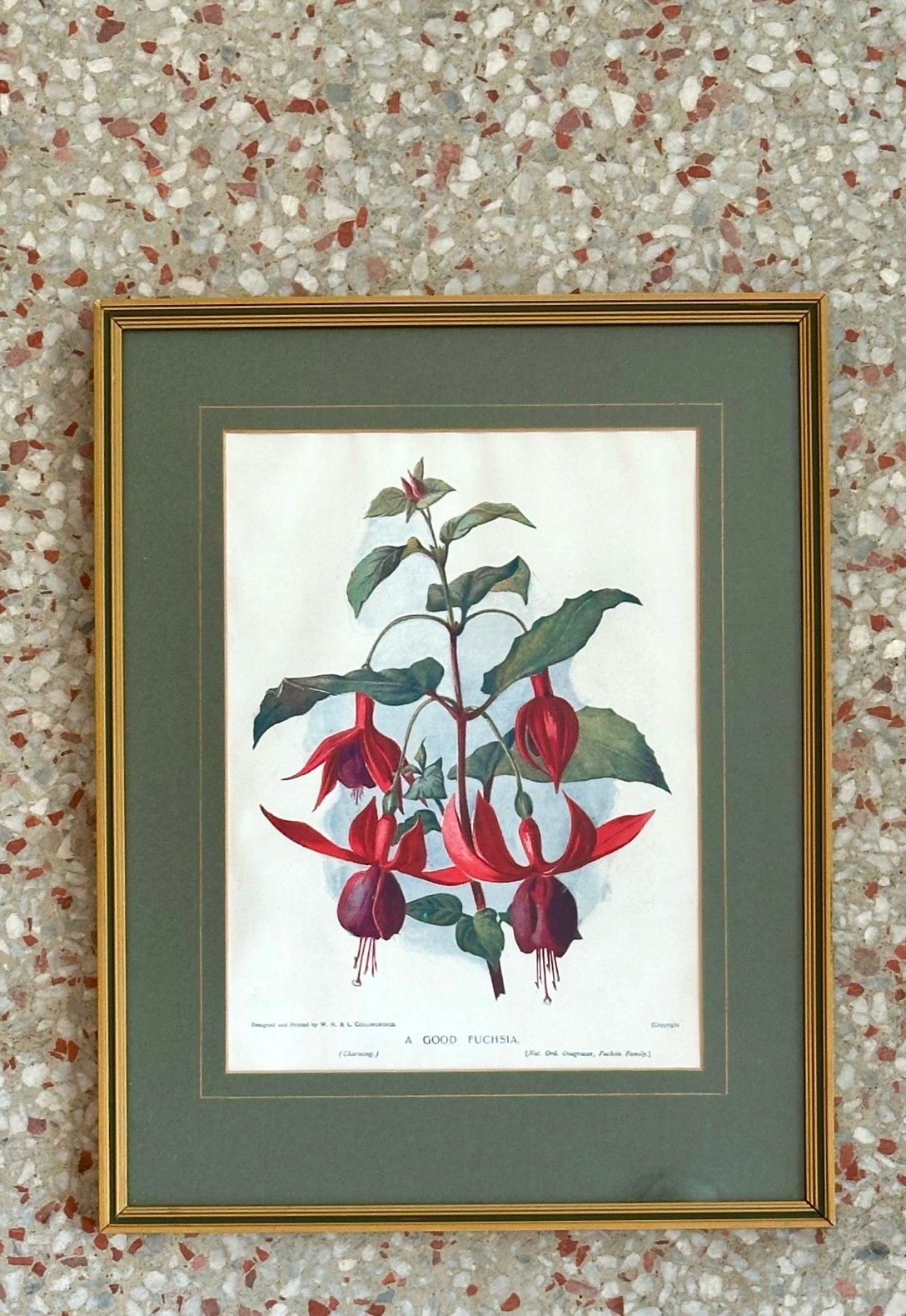 Vintage Framed Botanical Plates - Side view