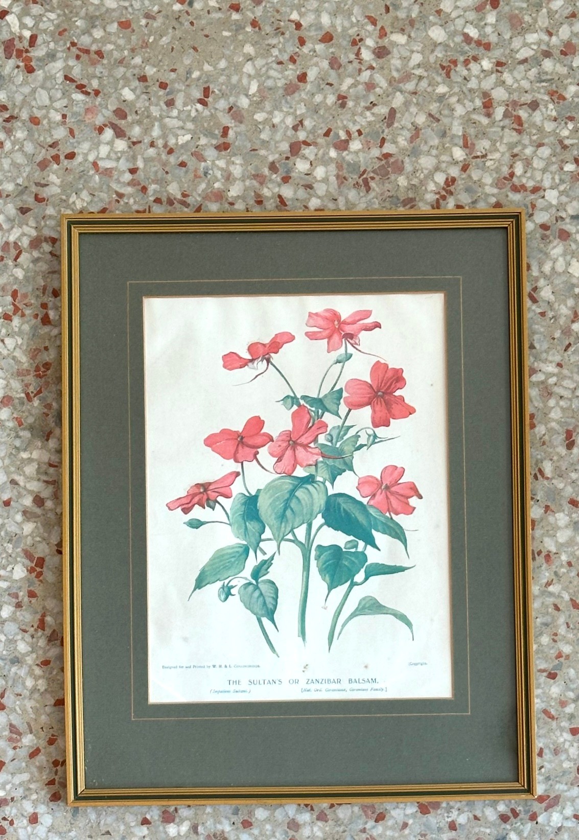 Vintage Framed Botanical Plates - Back view