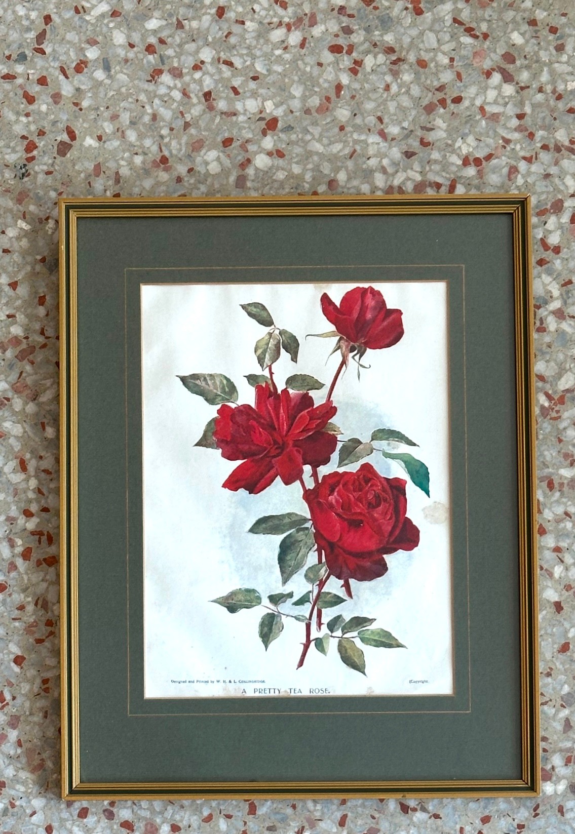Vintage Framed Botanical Plates - Top view