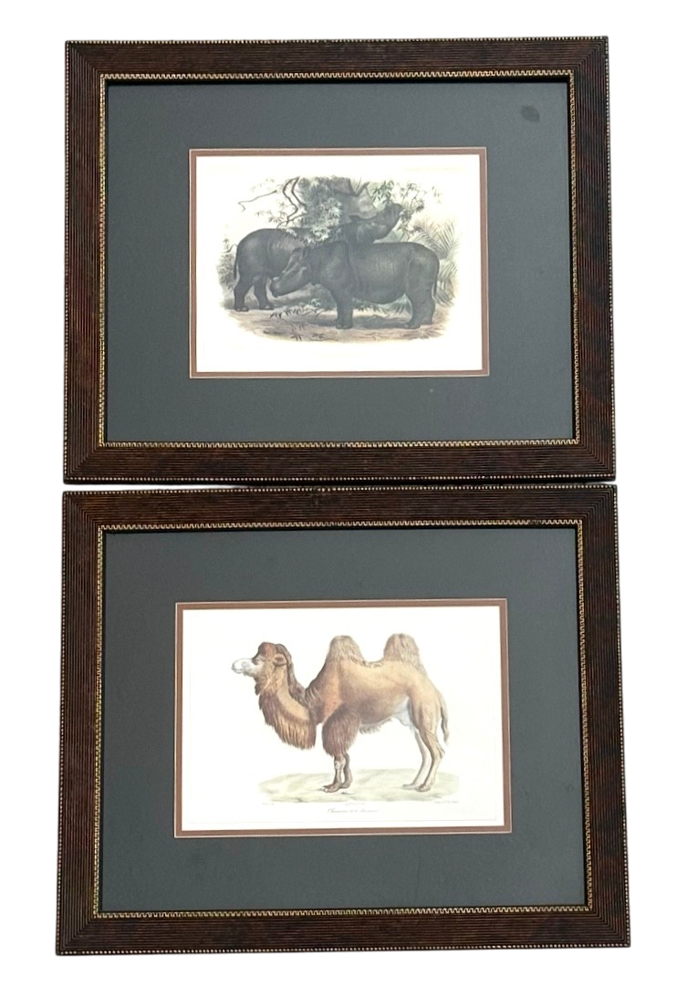 Vintage Framed Illustration of Wild Life Print
