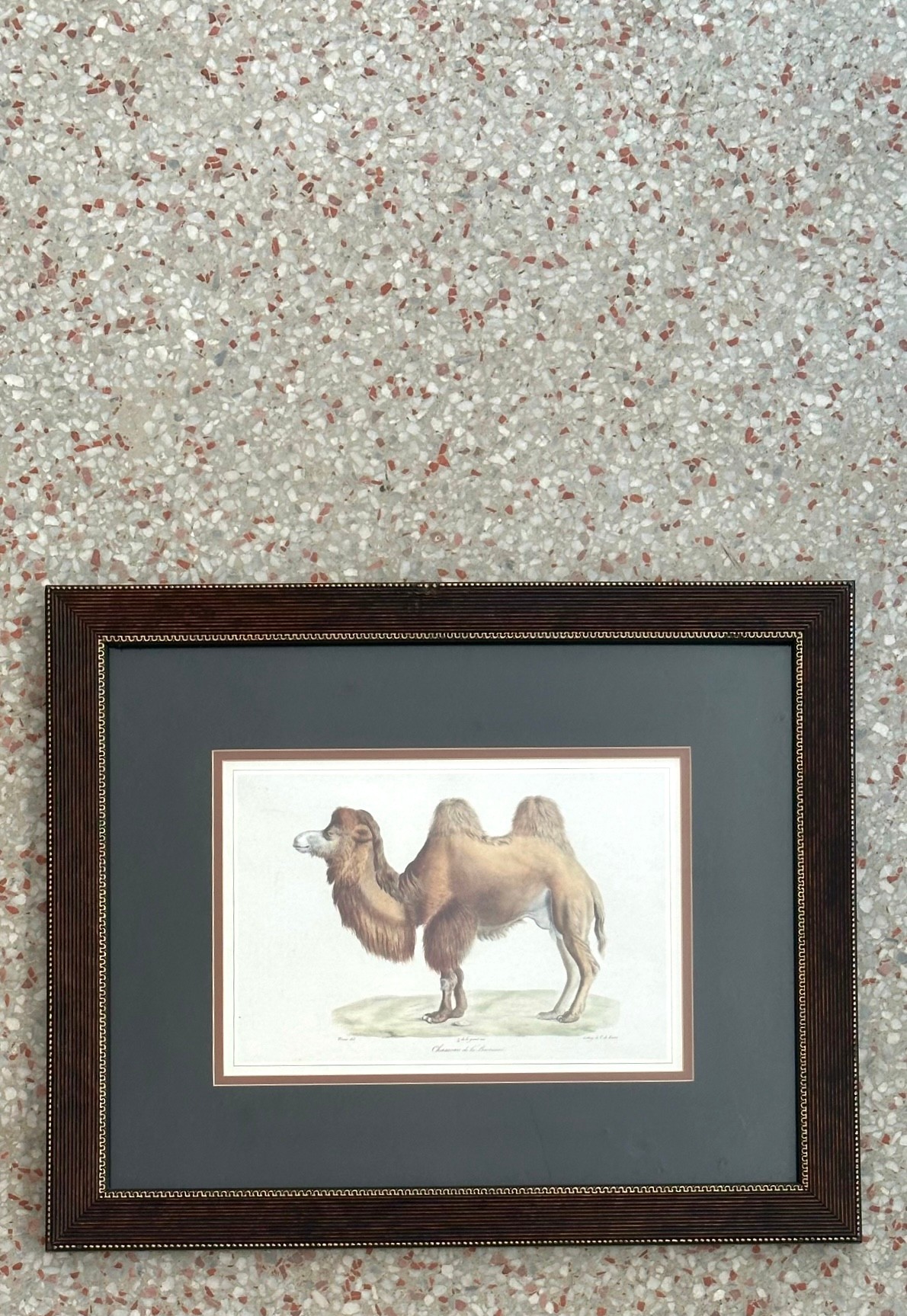 Vintage Framed Illustration of Wild Life Print - Side view