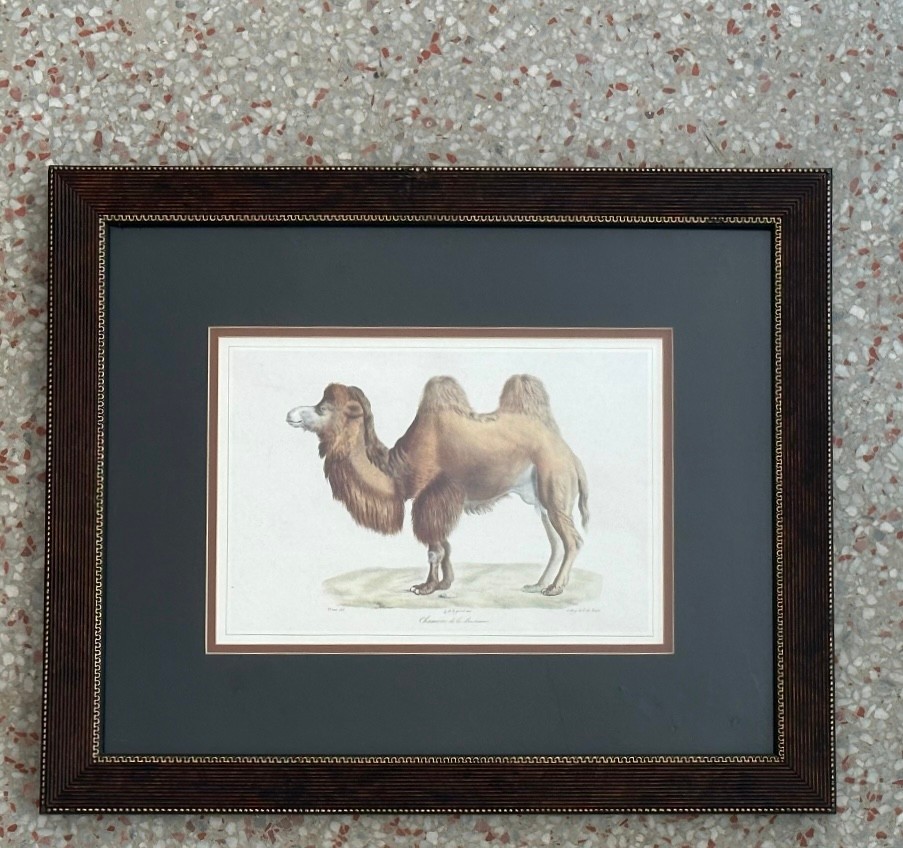 Vintage Framed Illustration of Wild Life Print - Back view