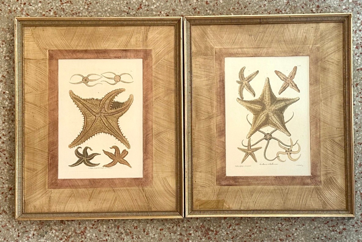 Vintage Framed Nautical Starfish Prints - a Pair - Top view