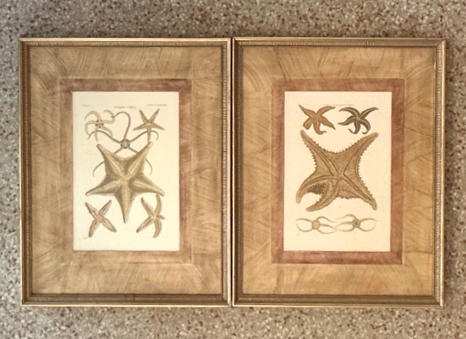 Vintage Framed Nautical Starfish Prints - a Pair - Detail view