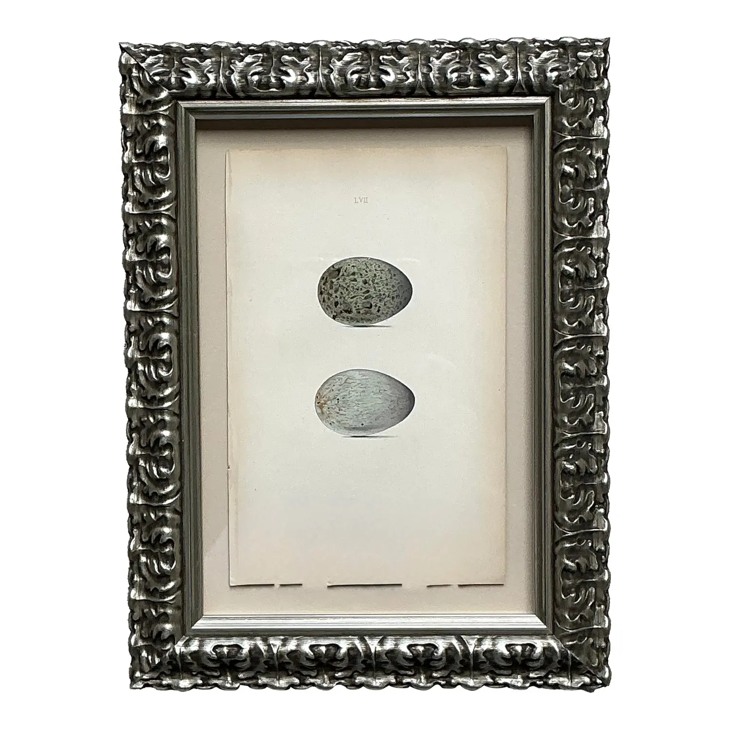 Vintage Original Book Plate of an Egg
