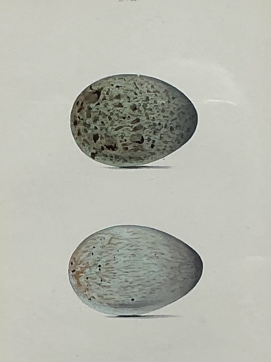 Vintage Original Book Plate of an Egg - Side view