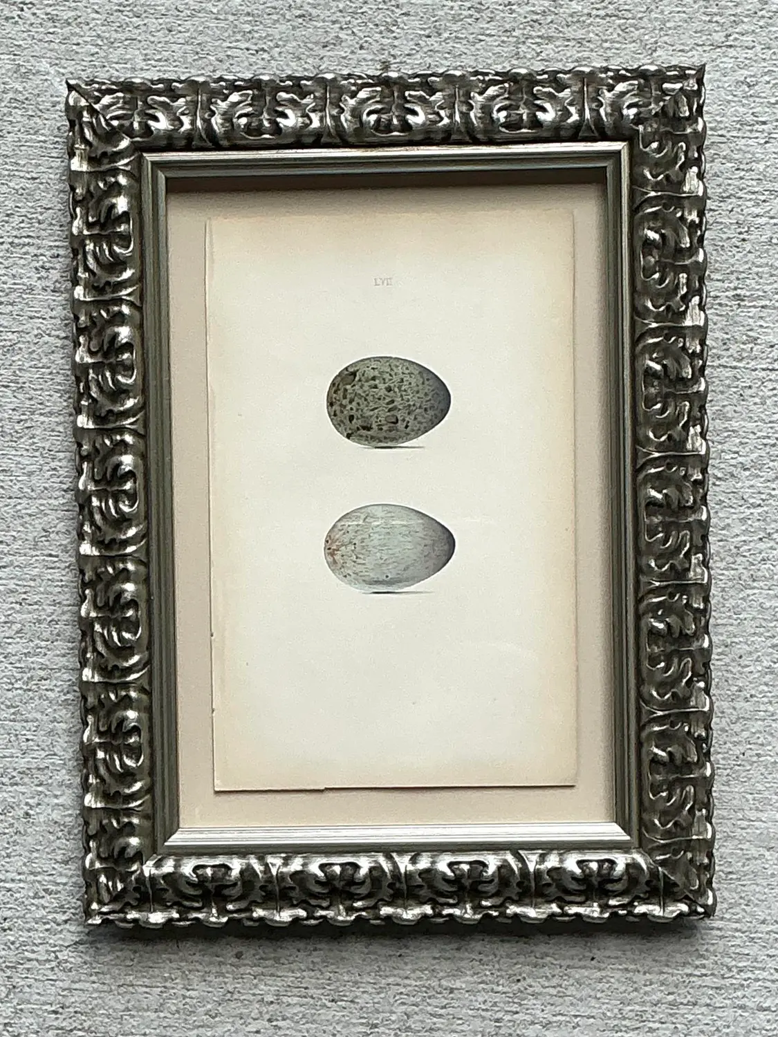 Vintage Original Book Plate of an Egg - Back view