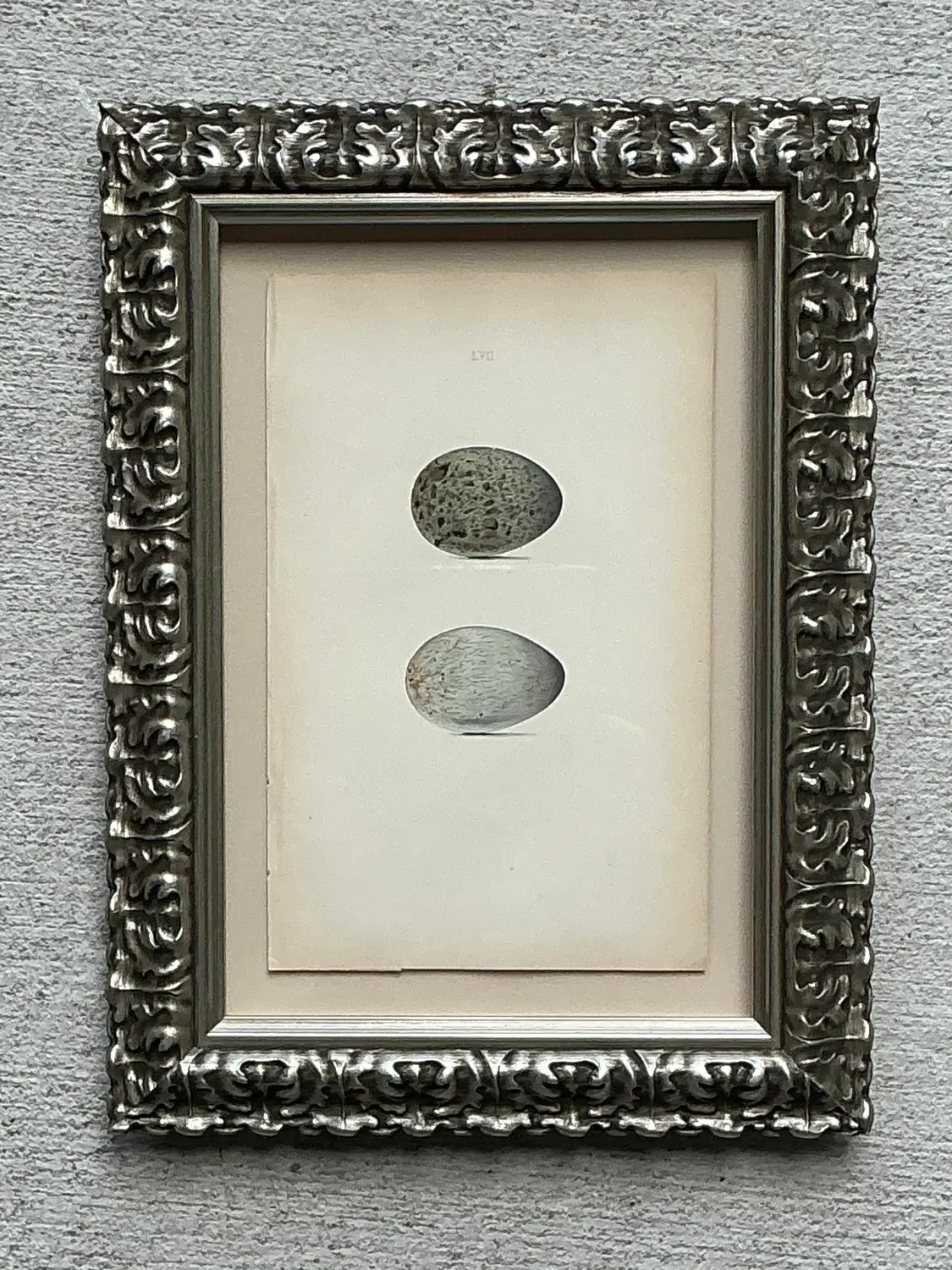 Vintage Original Book Plate of an Egg - Top view