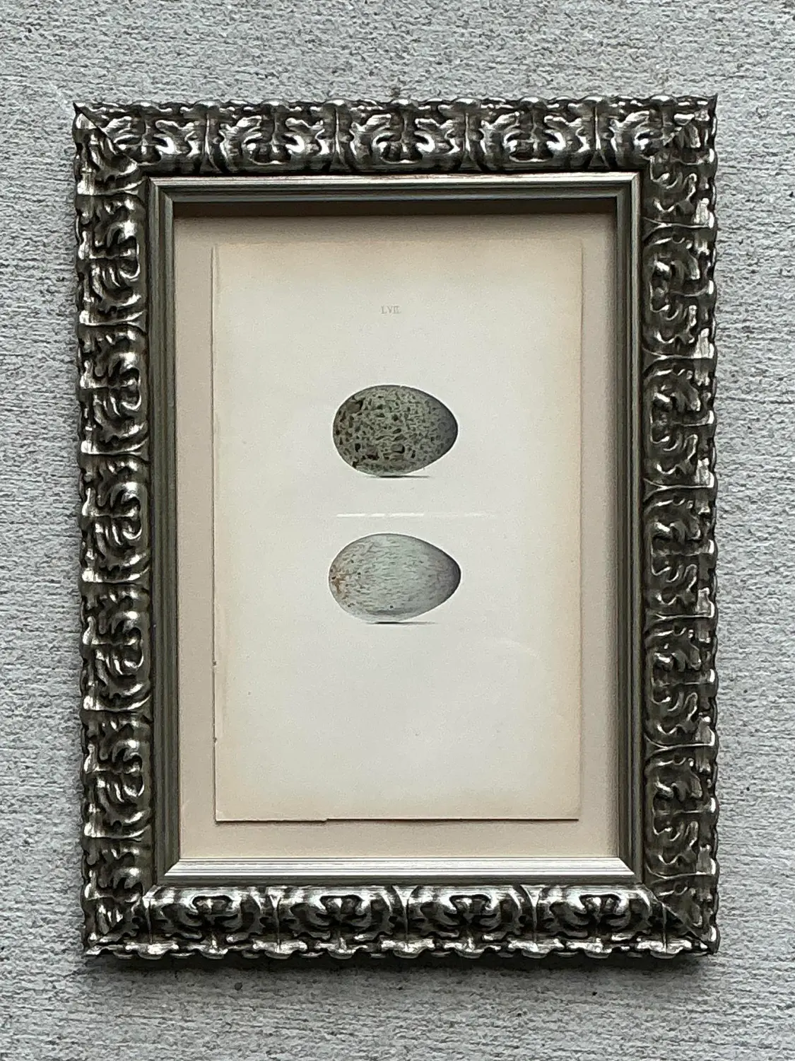 Vintage Original Book Plate of an Egg - Detail view