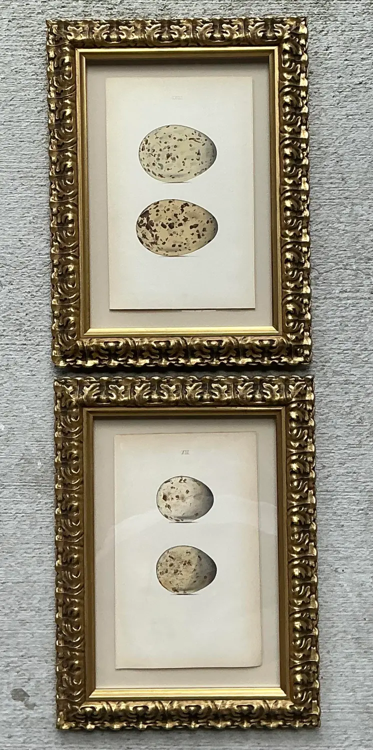 Vintage Original Book Plates of Eggs - A Pair