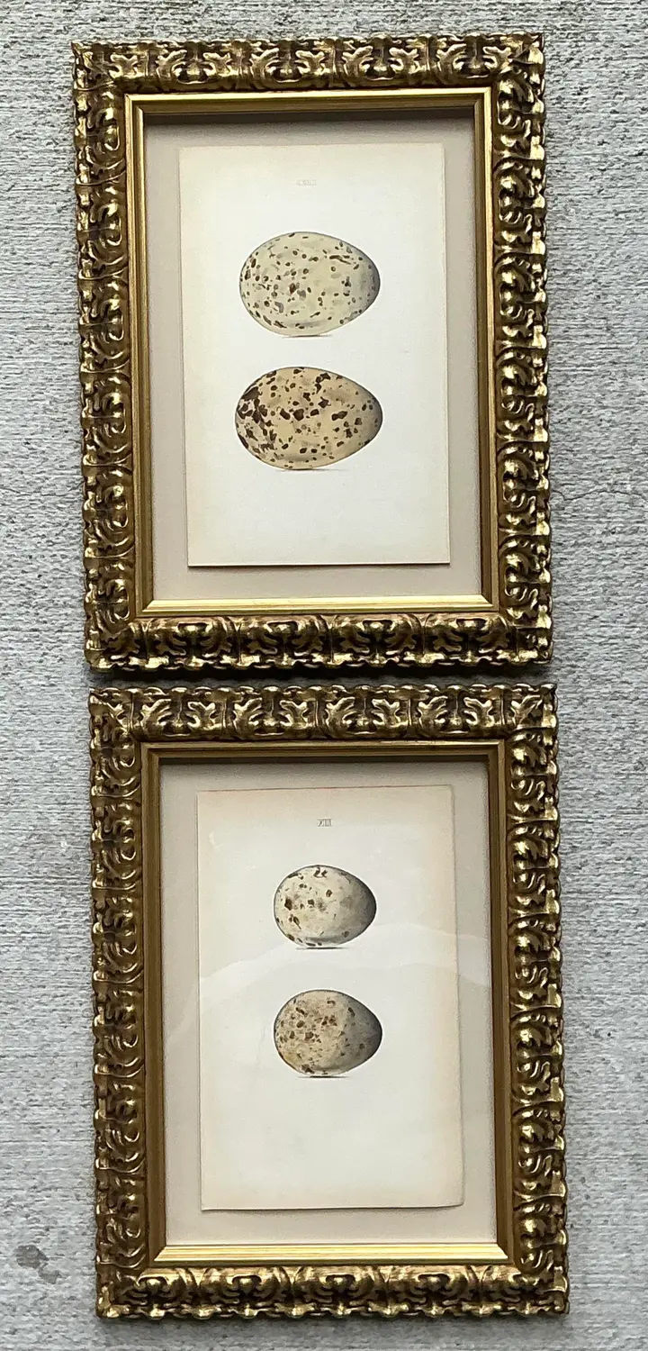 Vintage Original Book Plates of Eggs - A Pair - Detail view
