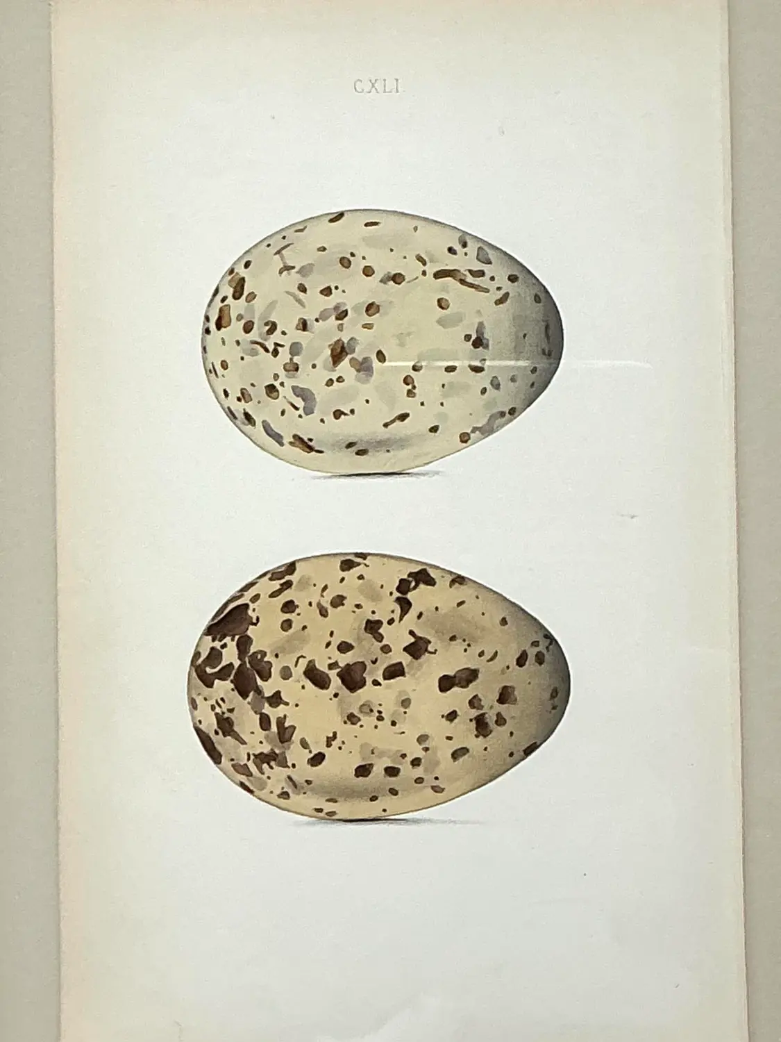 Vintage Original Book Plates of Eggs - A Pair - Top view